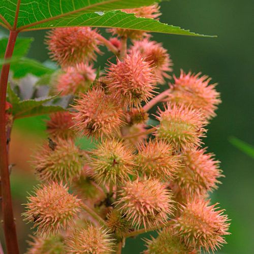 RICINIS communis