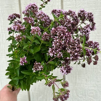 ORIGANUM vulgare ssp. hirtum