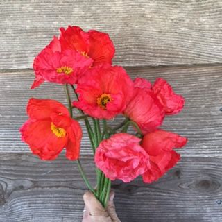 PAPAVER nudicaule Champagne Bubbles