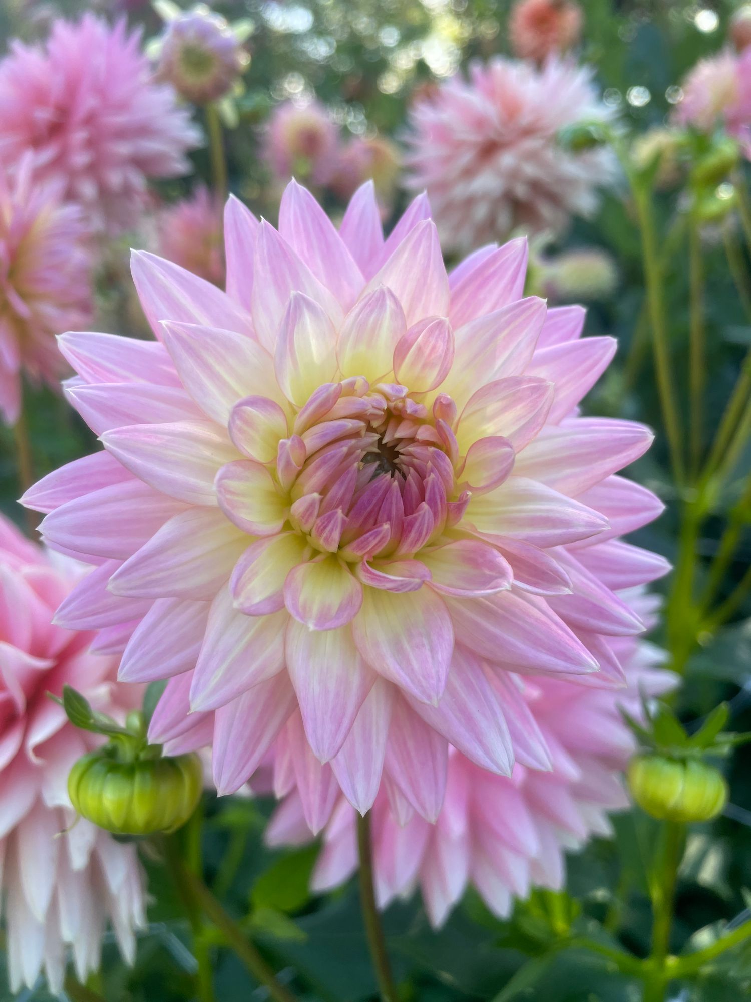 DAHLIA