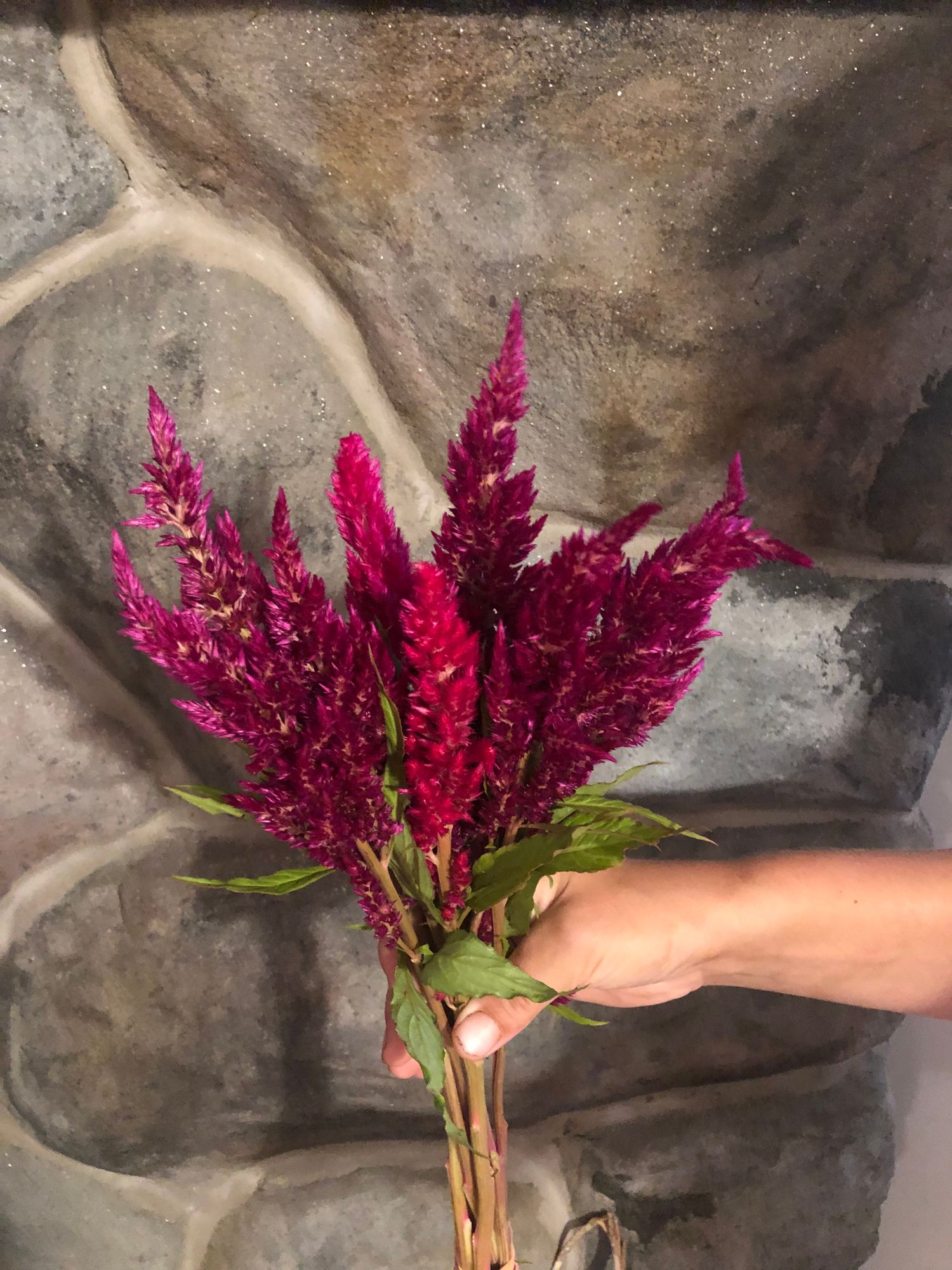 CELOSIA argentea
