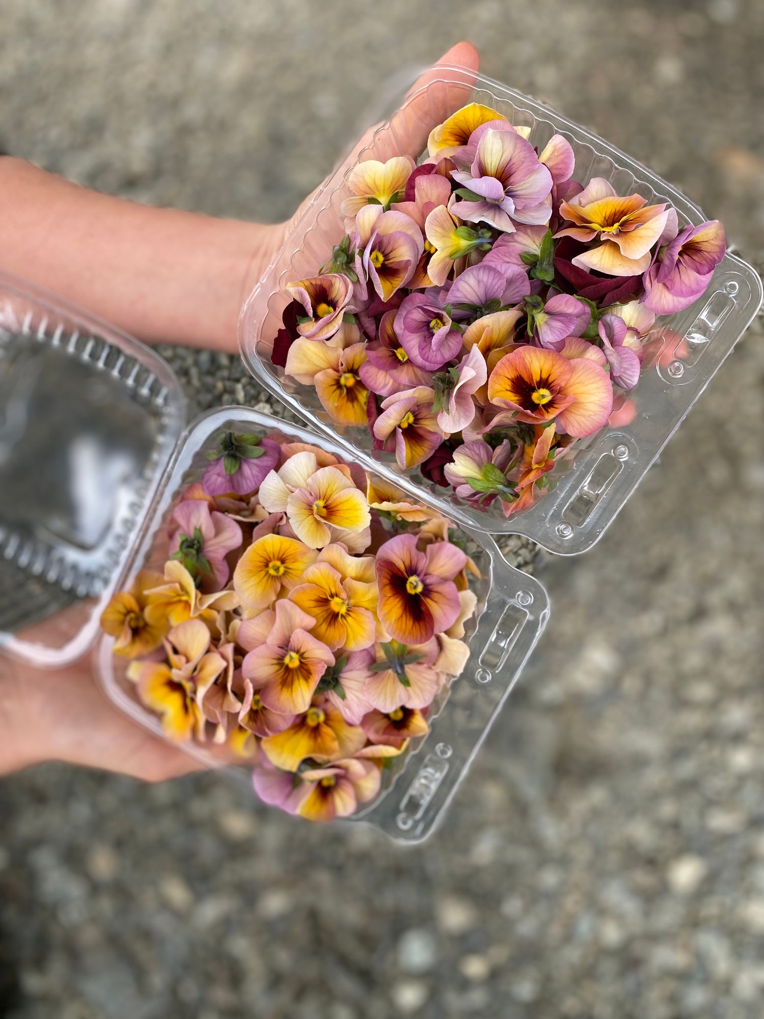 Edible Violas Antique Shades