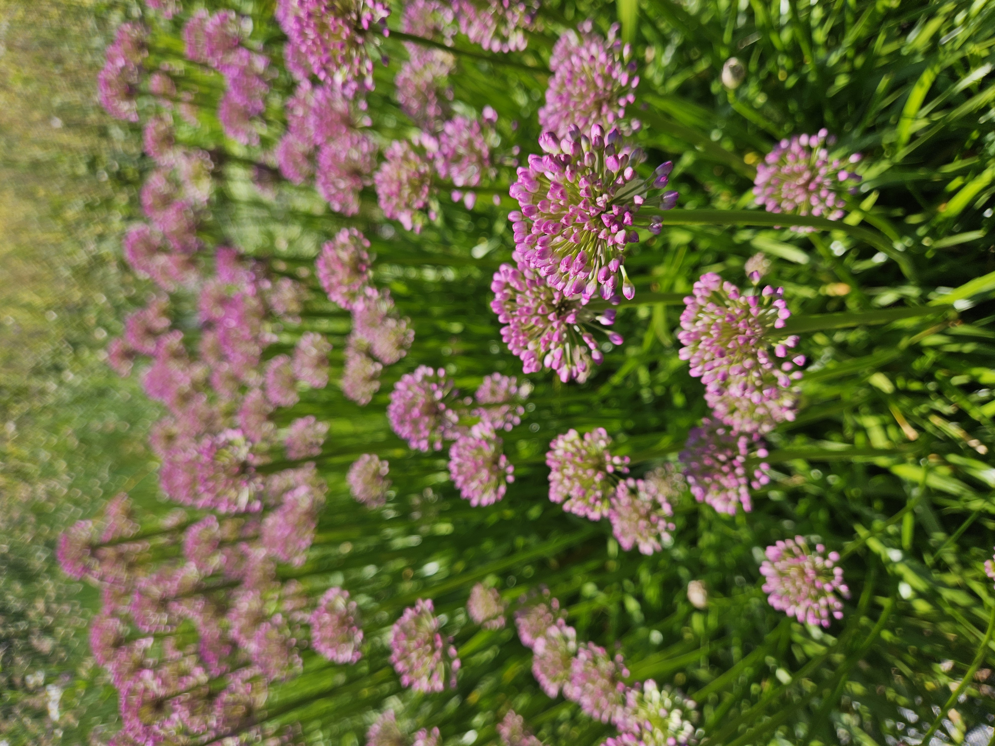 ALLIUM