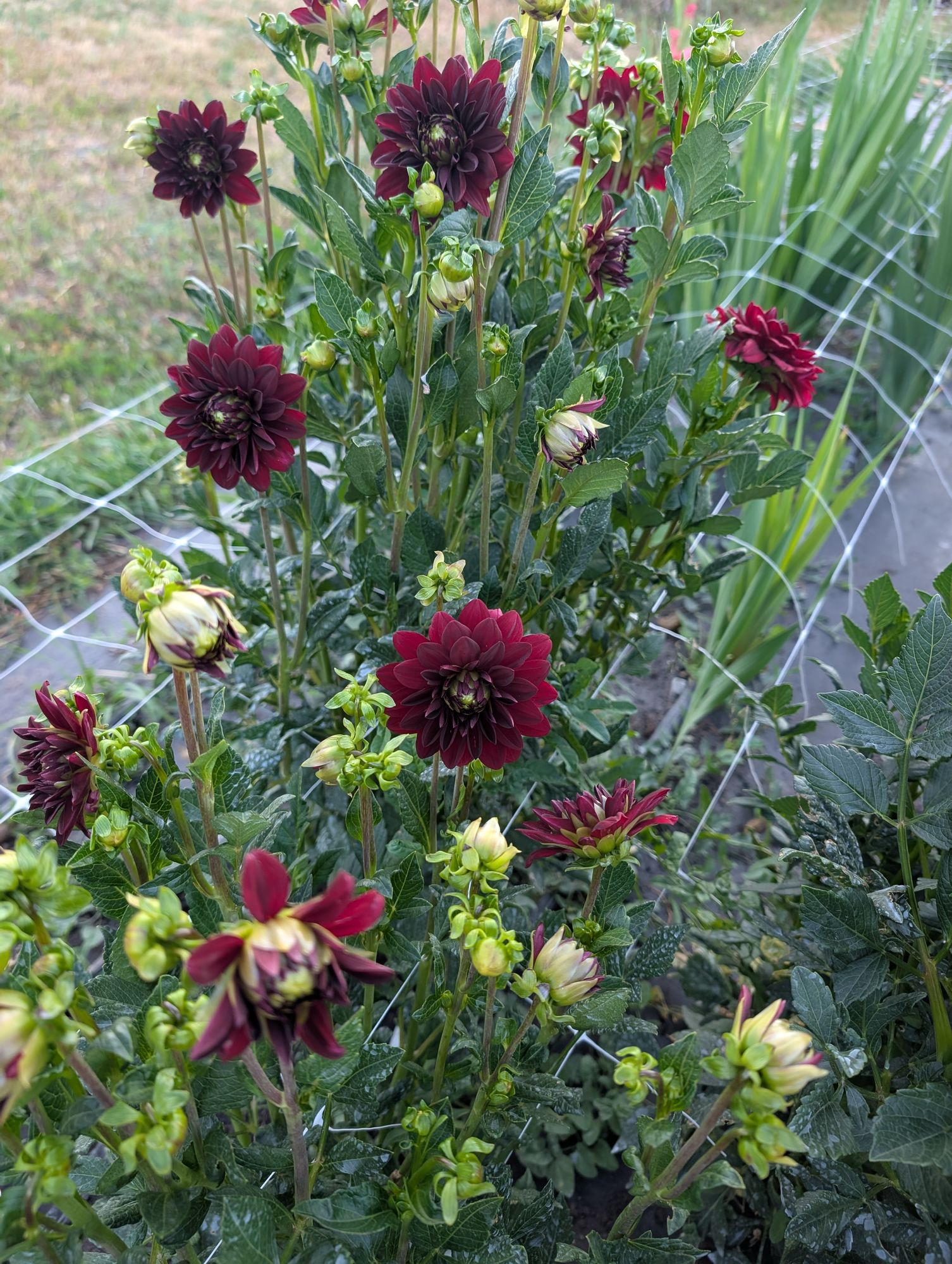 DAHLIA