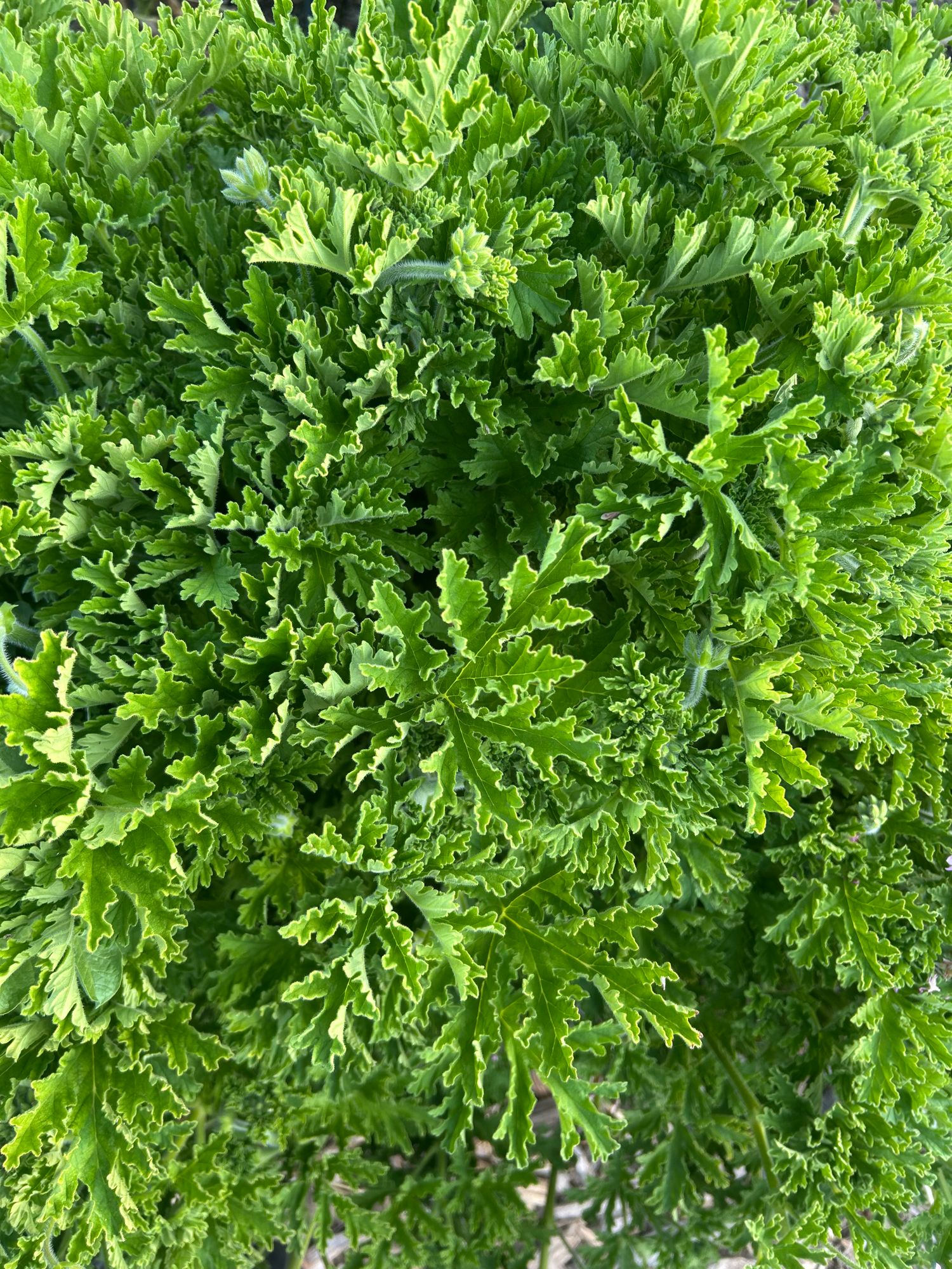 GERANIUM x Rozanne