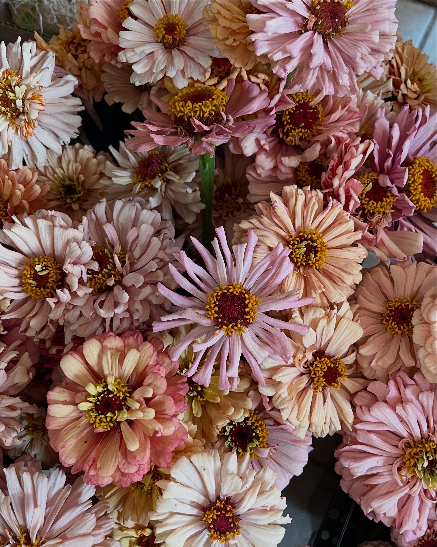 ZINNIA elegans Dawn Creek Peach