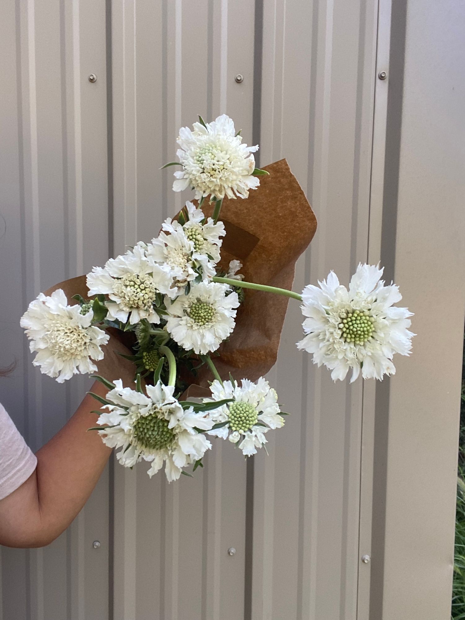 SCABIOSA caucasica Fama