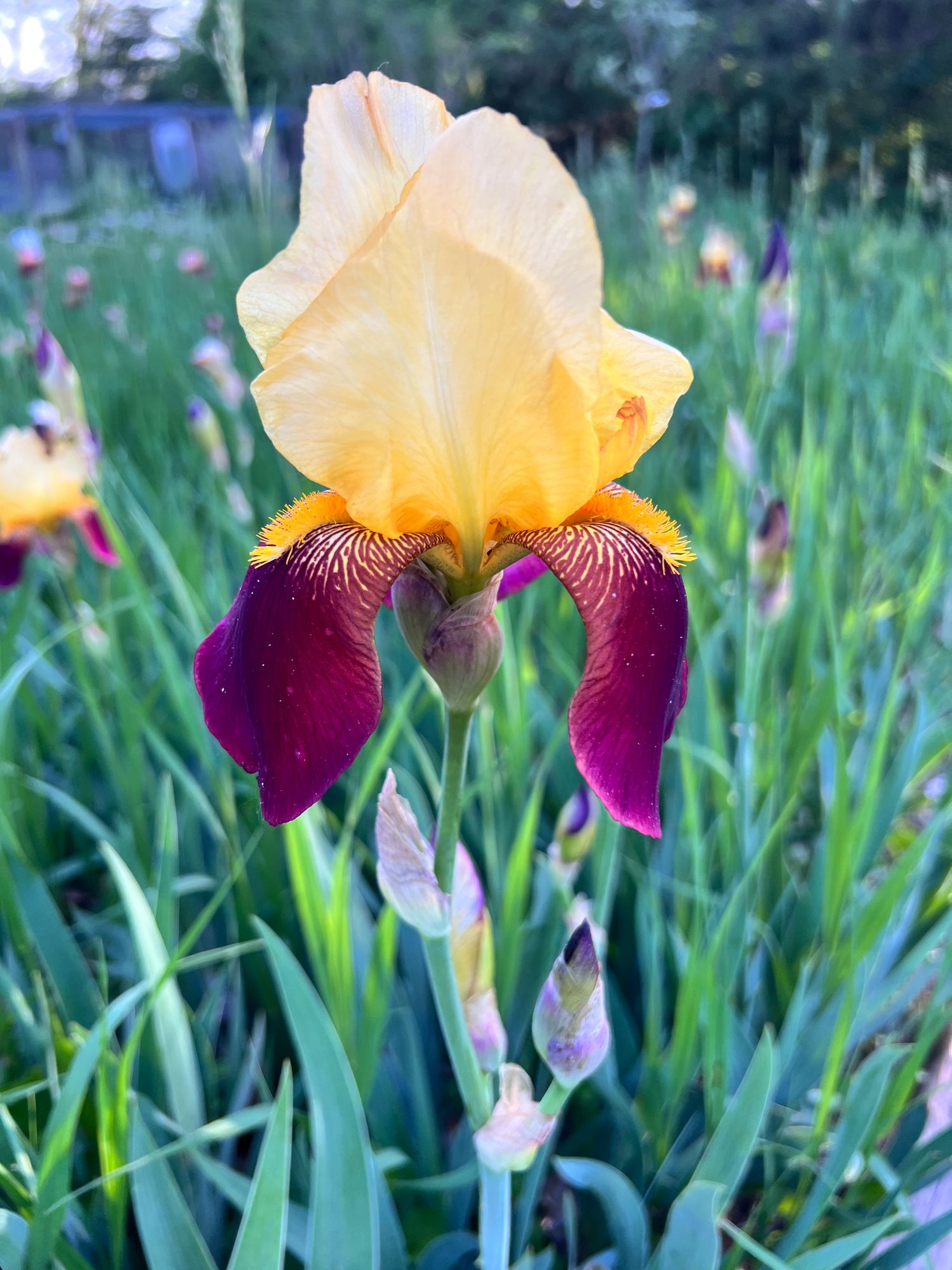 IRIS germanica