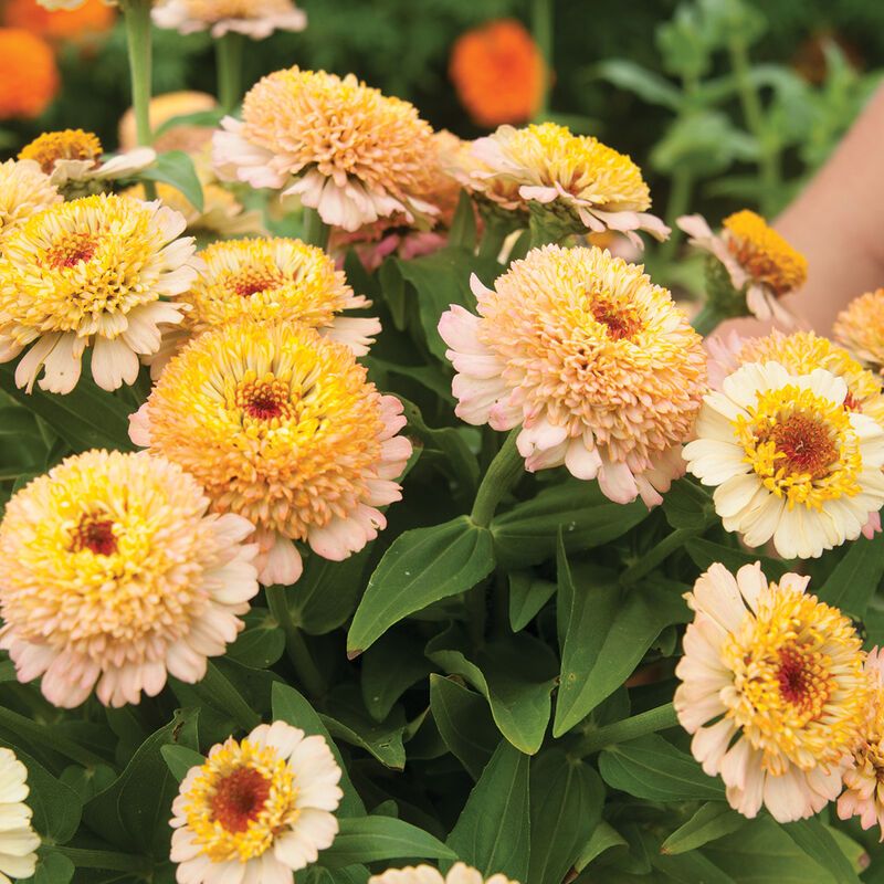 ZINNIA elegans Zinderella Series