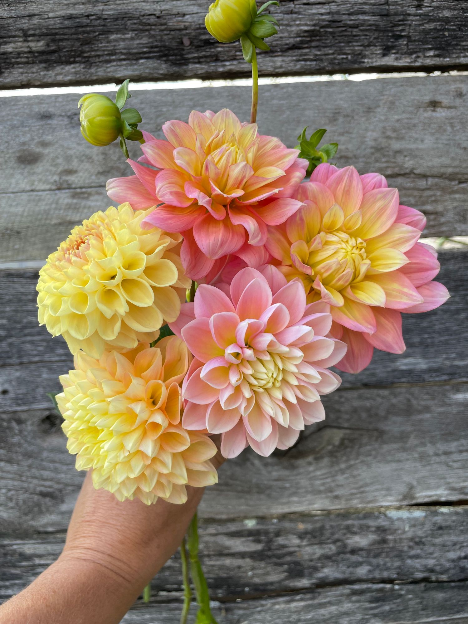 DAHLIA