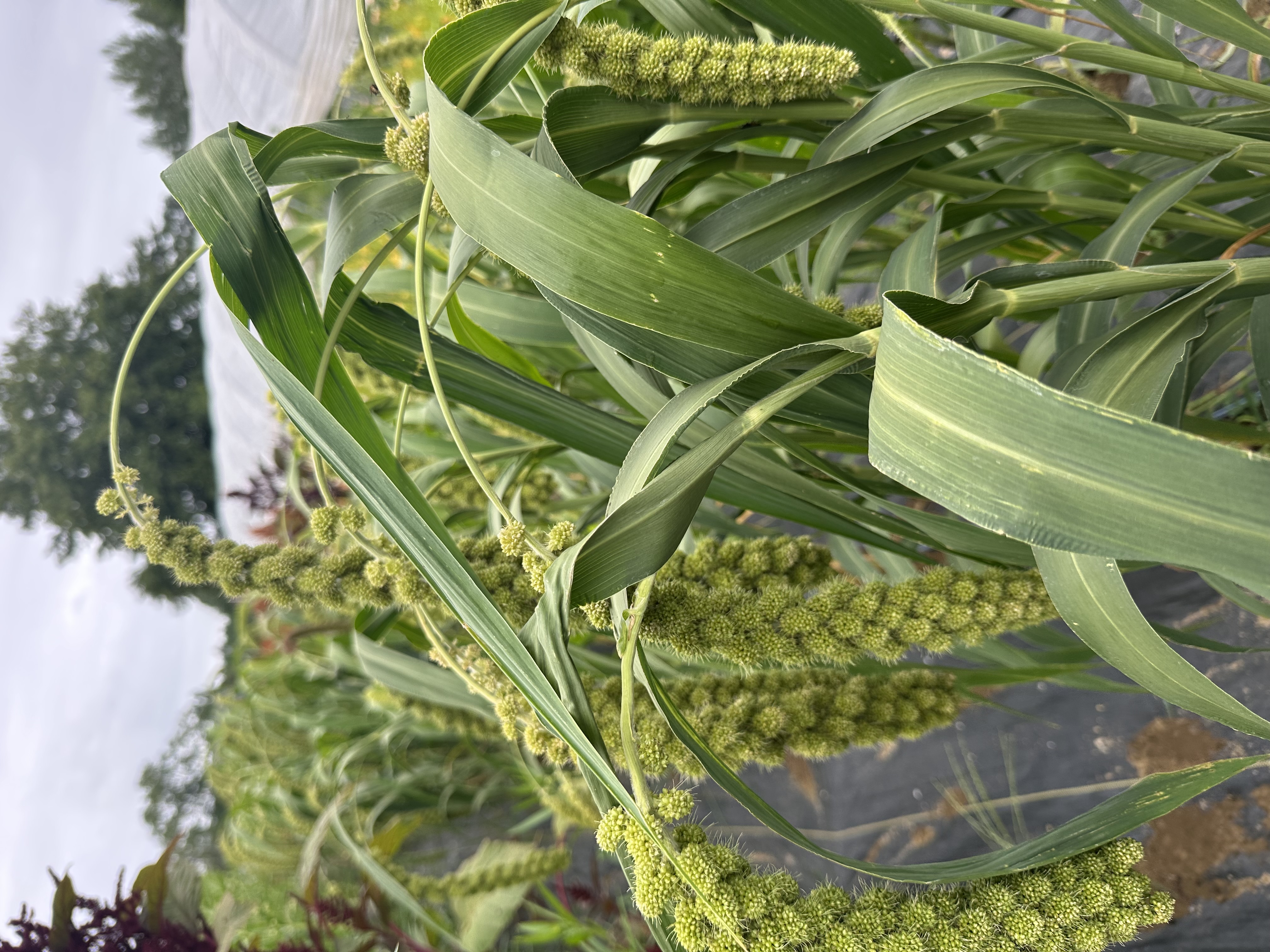 SETARIA italica Lime Light Spray Millet