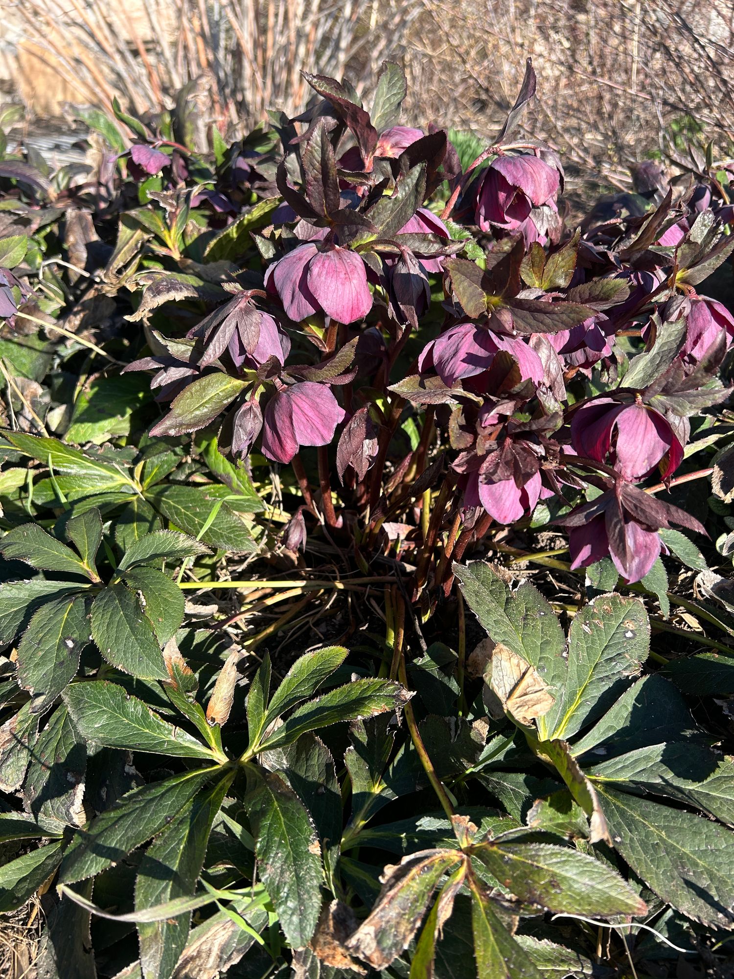HELLEBORUS x hybridus