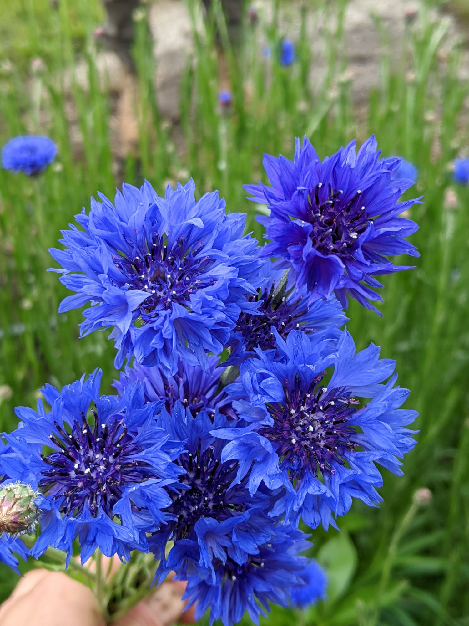 CENTAUREA cyanus Boy Blue