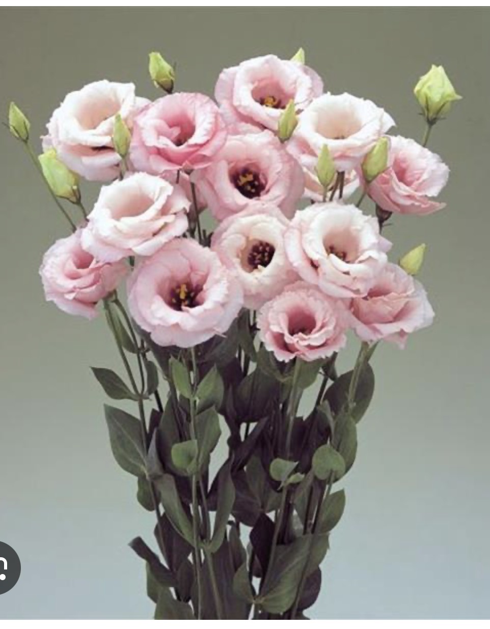 EUSTOMA grandiflorum Arena 3 Baby Pink