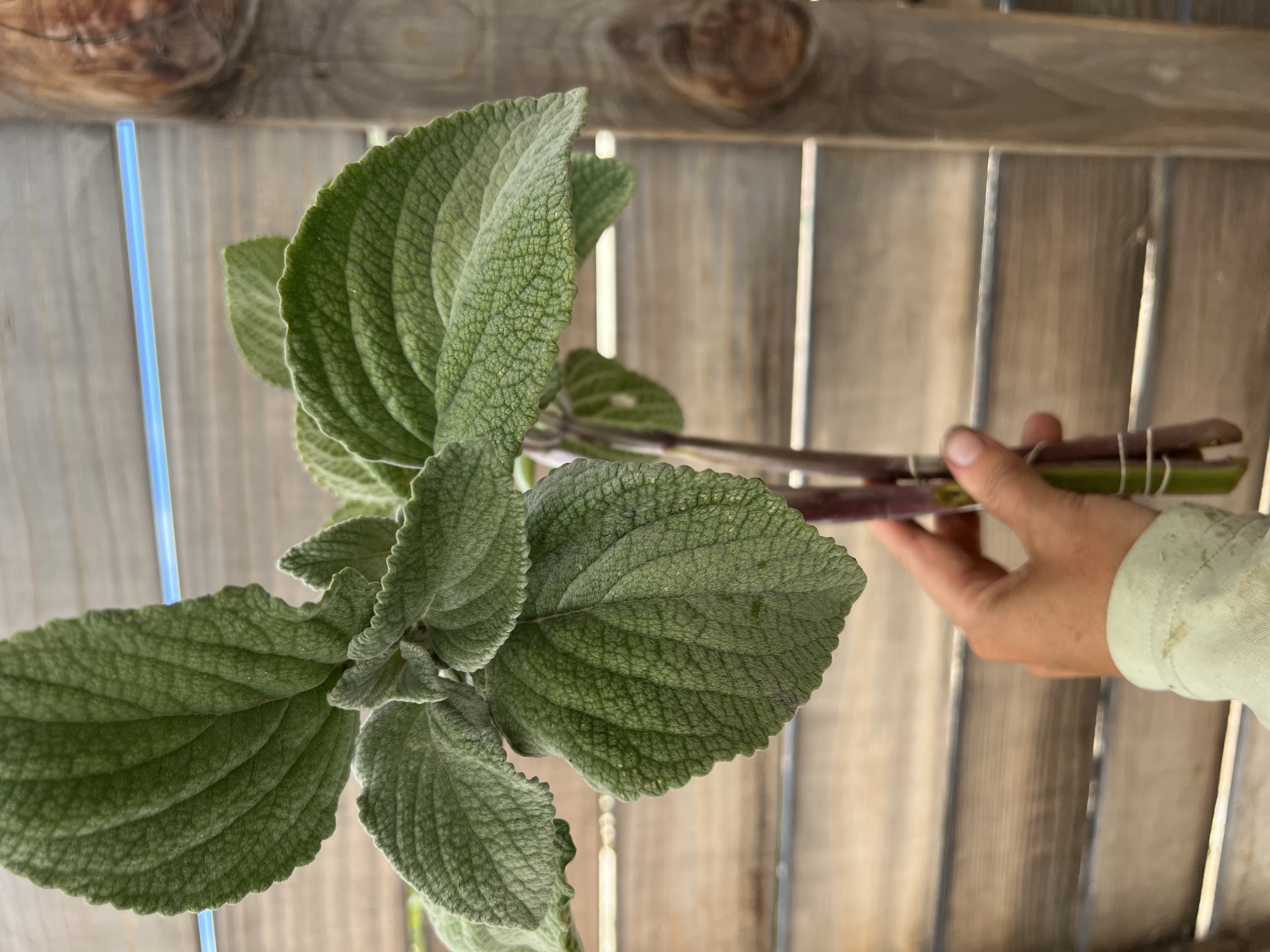 PLECTRANTHUS argentatus