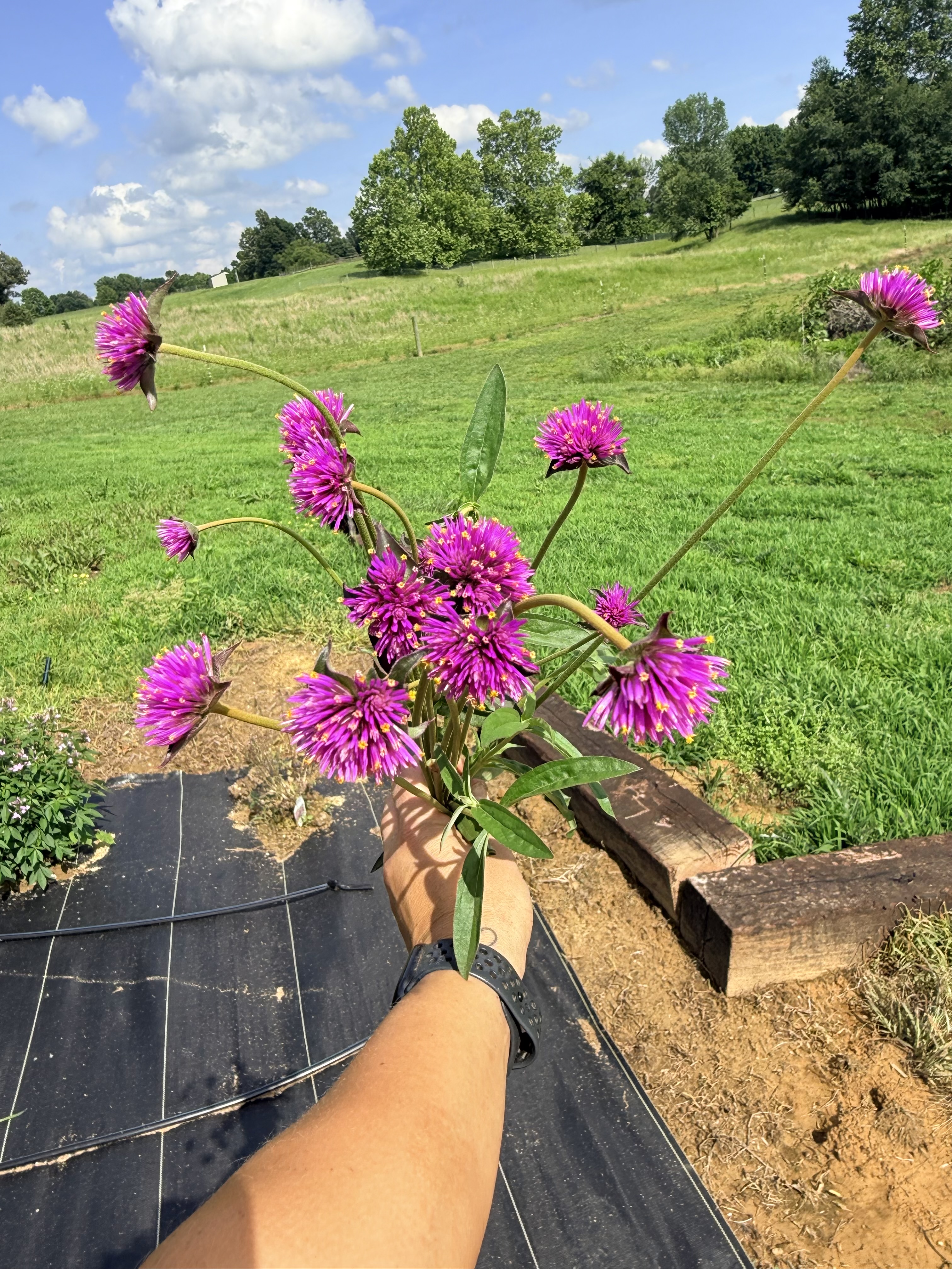 GOMPHRENA globosa Firework