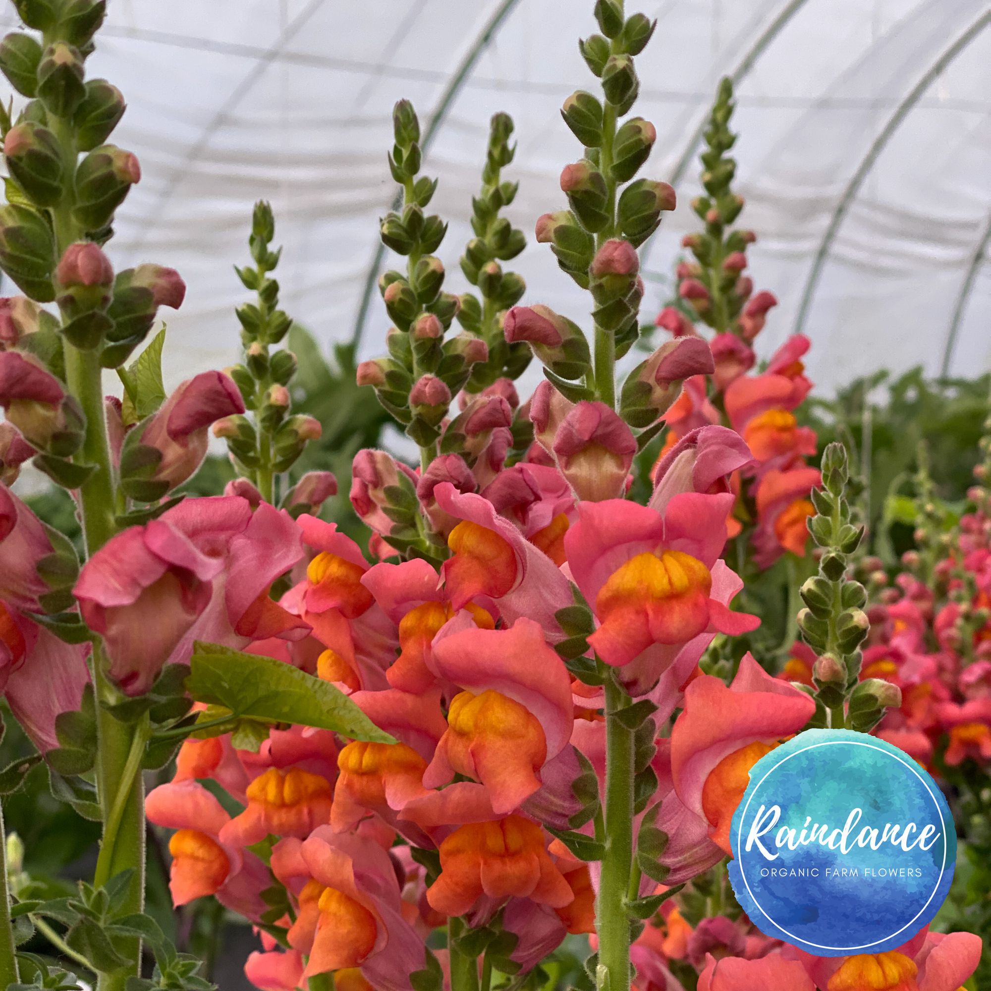 ANTIRRHINUM majus Potomac Dark Orange