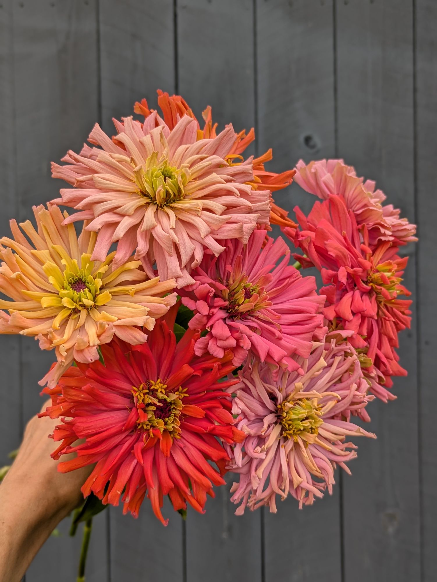 ZINNIA elegans Agave