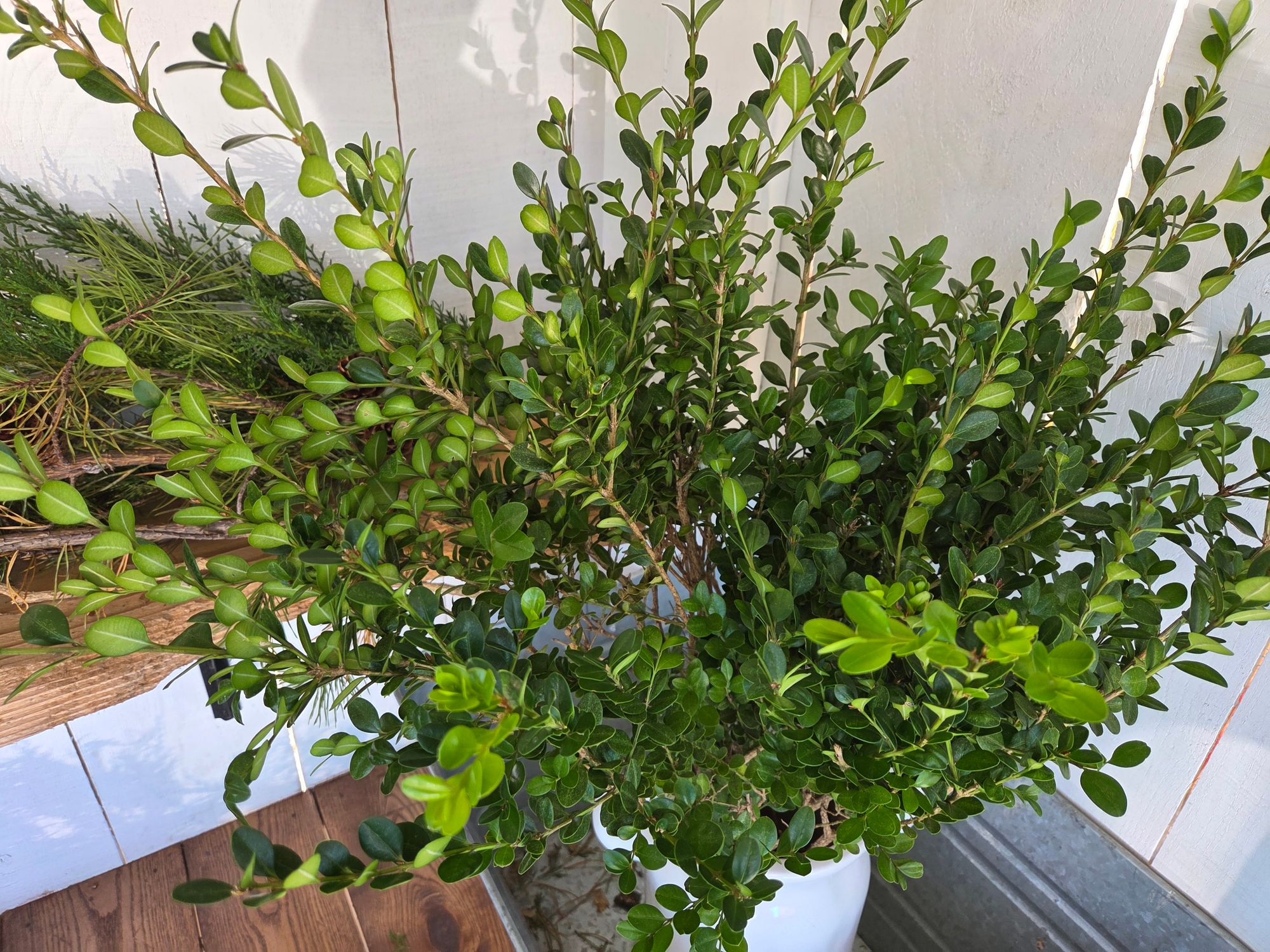 BUXUS