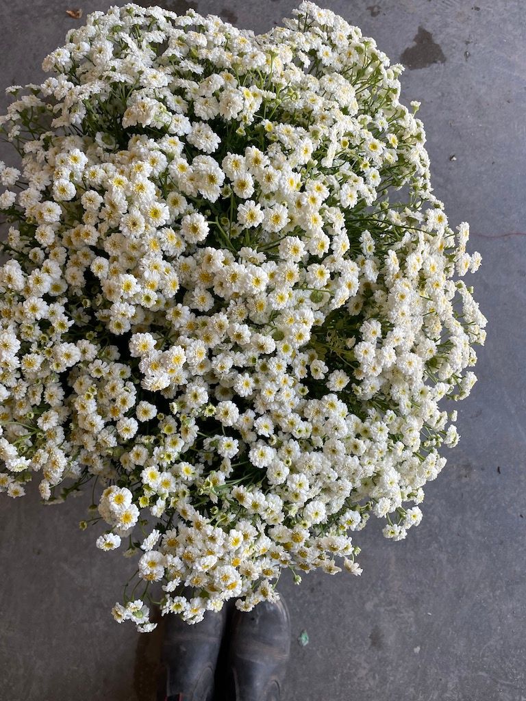 TANACETUM parthenium Tetra