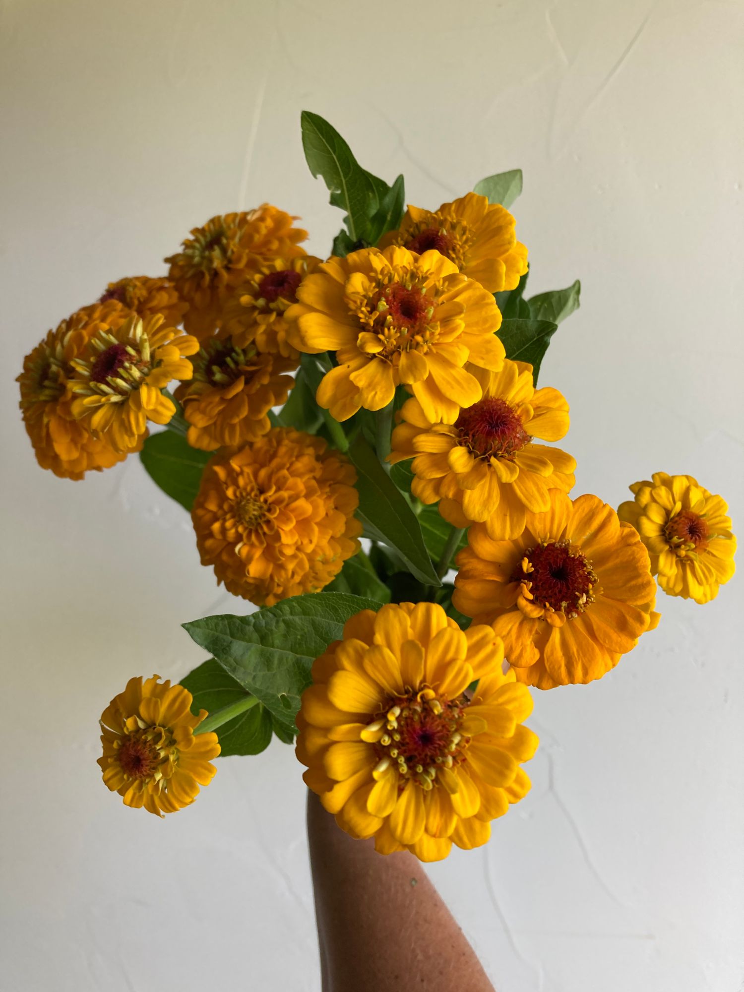 ZINNIA elegans Oklahoma Series