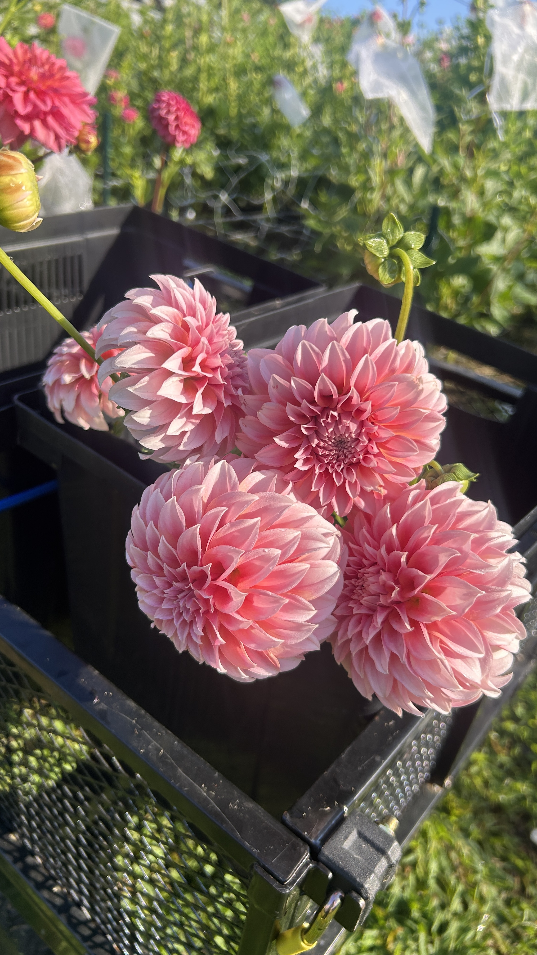 DAHLIA Peaches n Cream