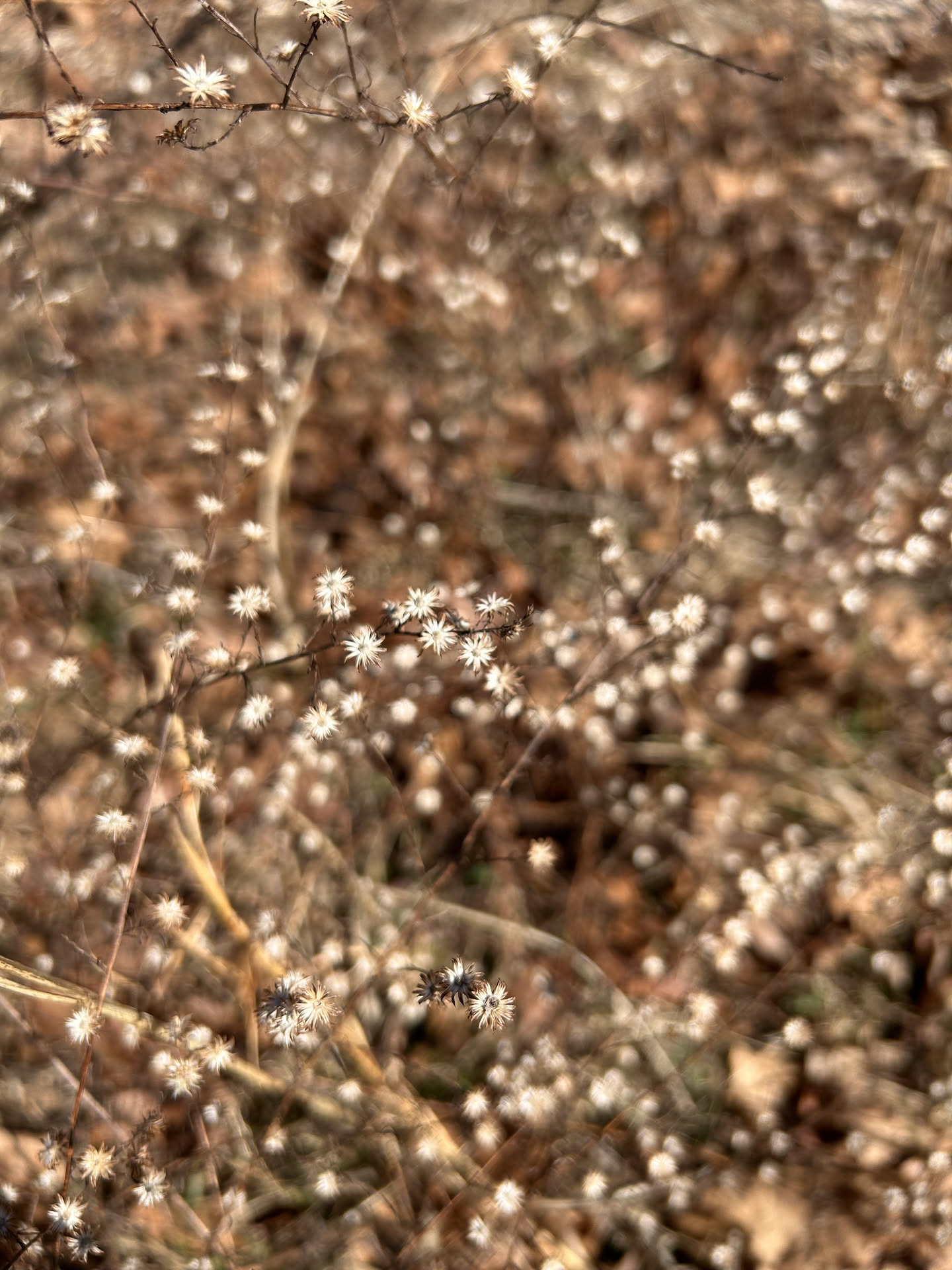 SYMPHYOTRICHUM ericoides