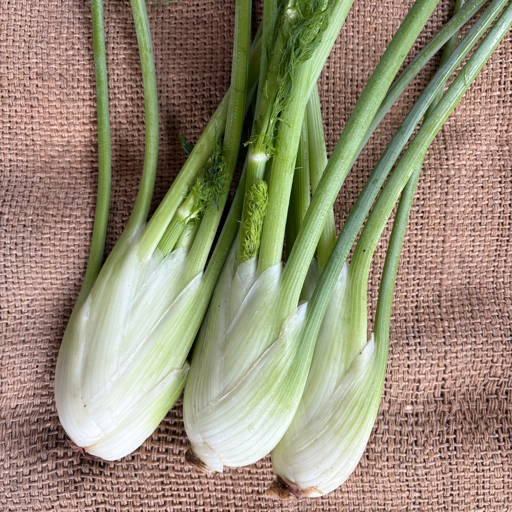 Fennel, bulb