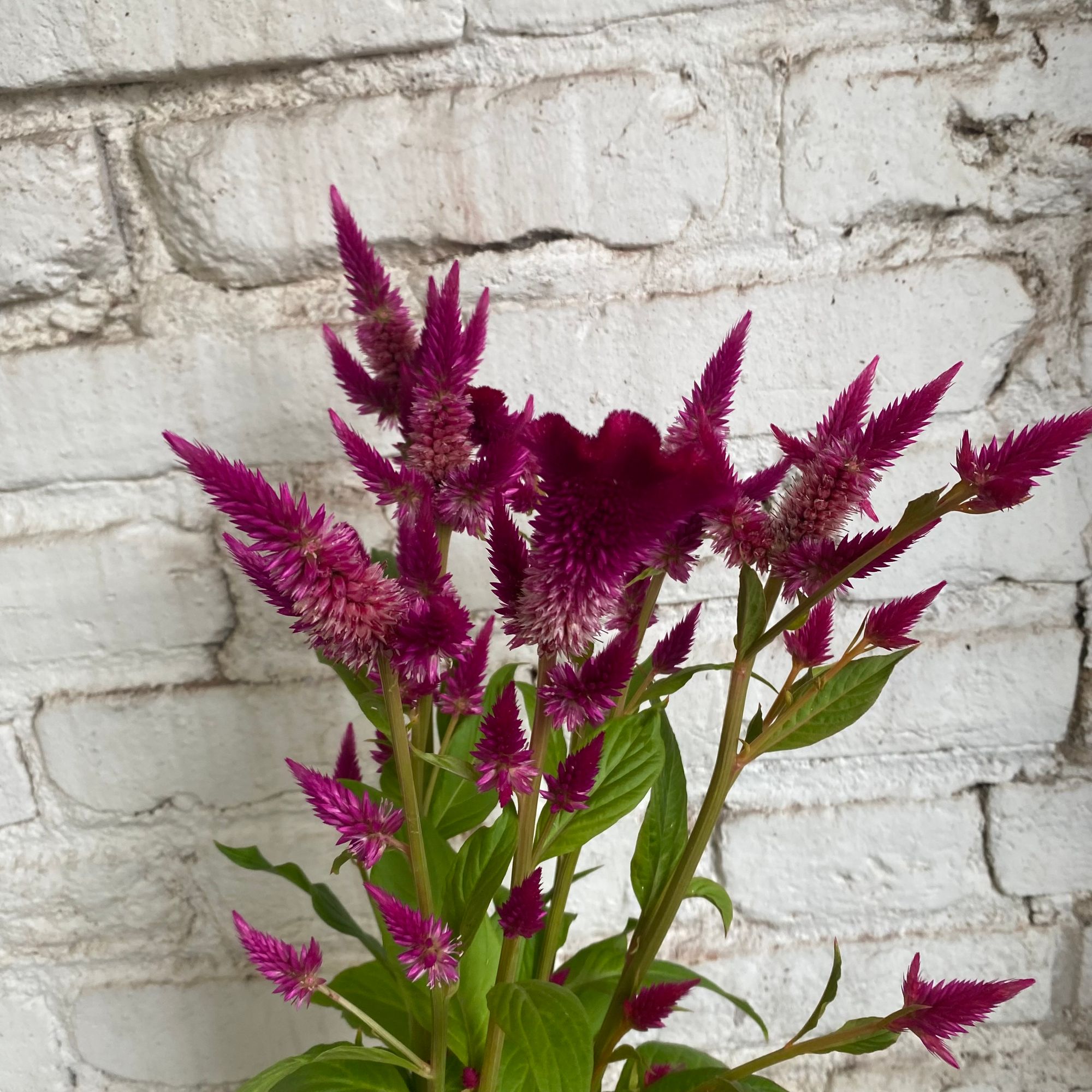 CELOSIA argentea