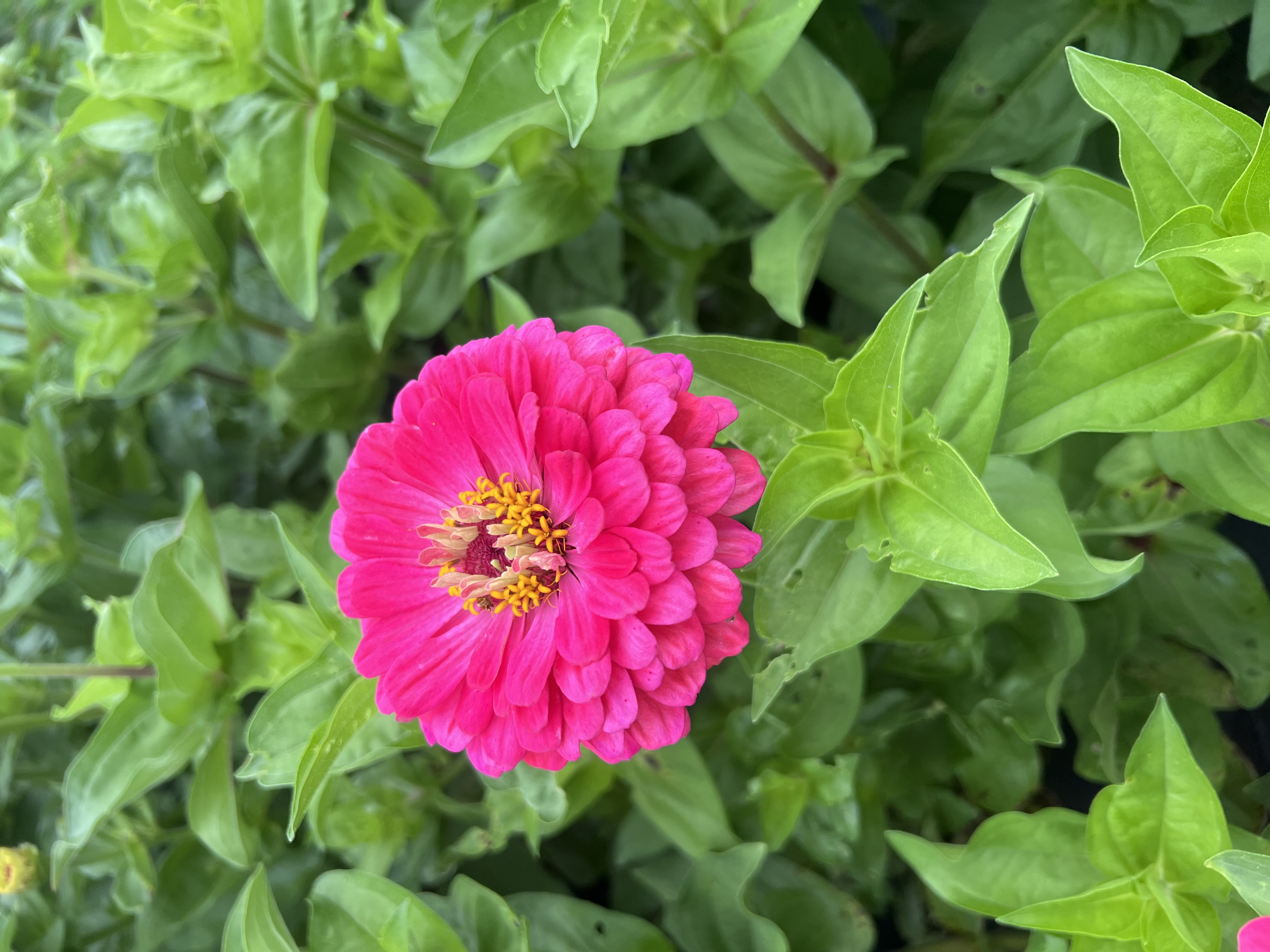 ZINNIA elegans Benary's Giant Carmine Rose