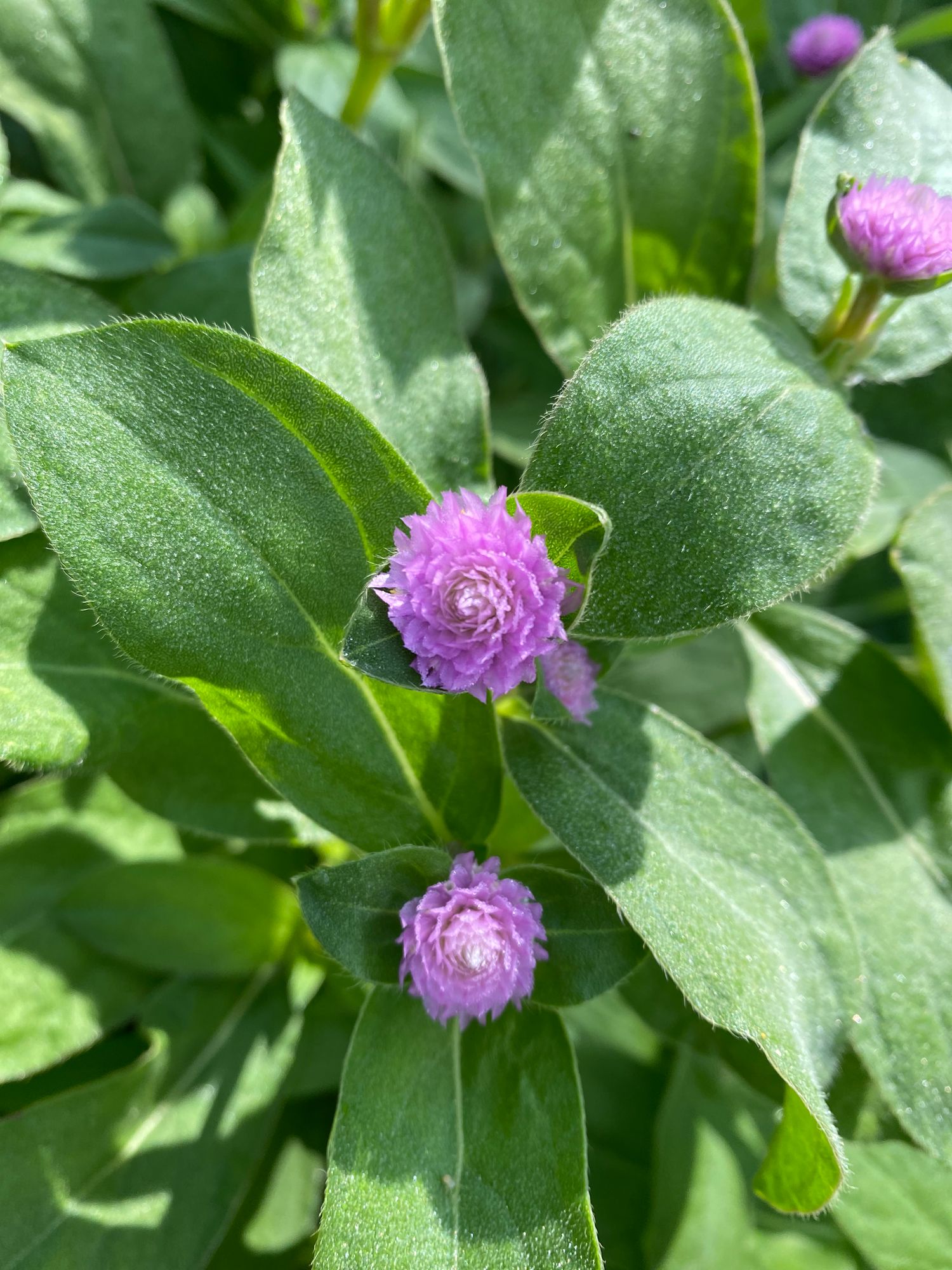 GOMPHRENA globosa Audray