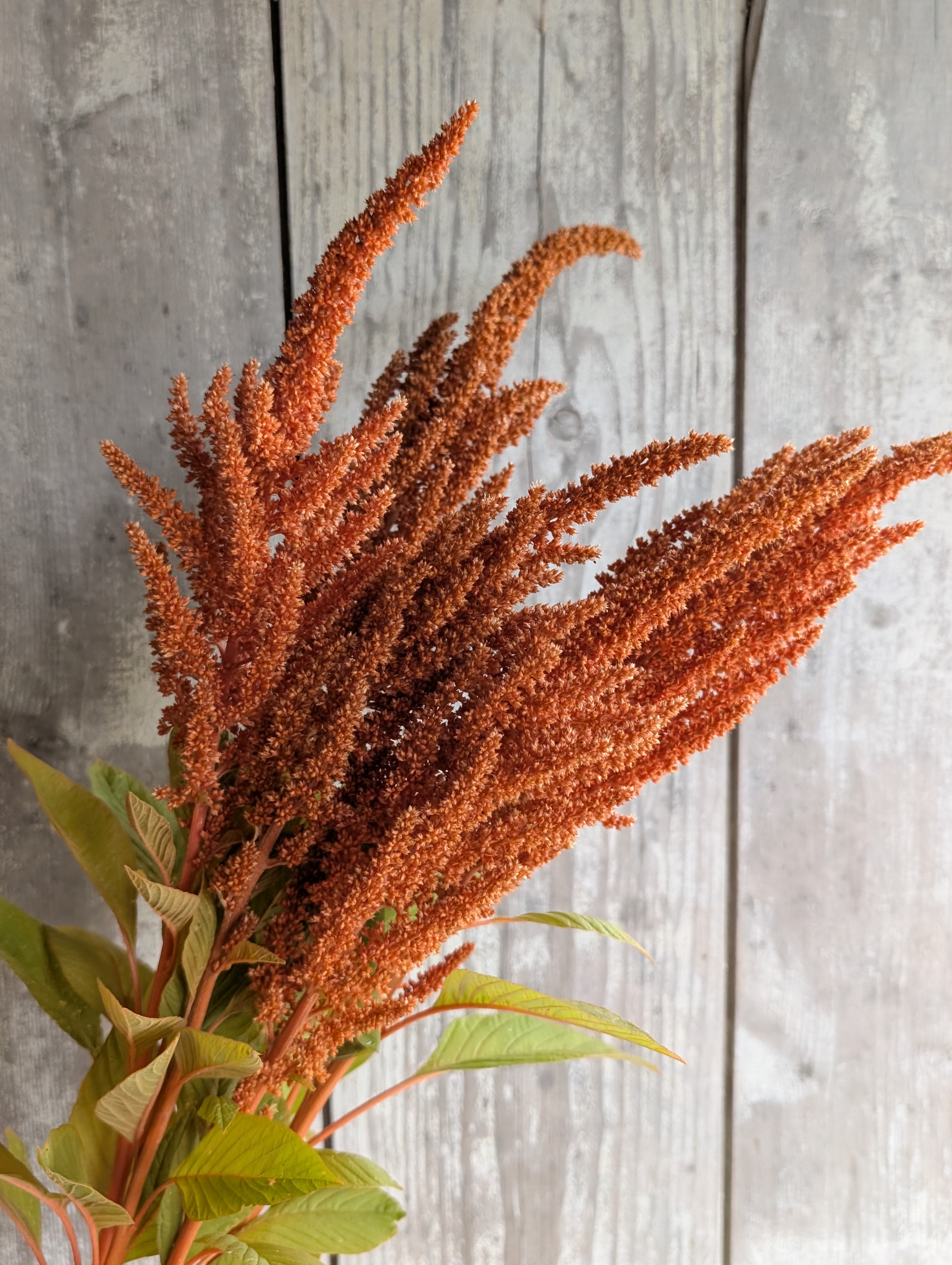 AMARANTHUS cruentus Hot Biscuits