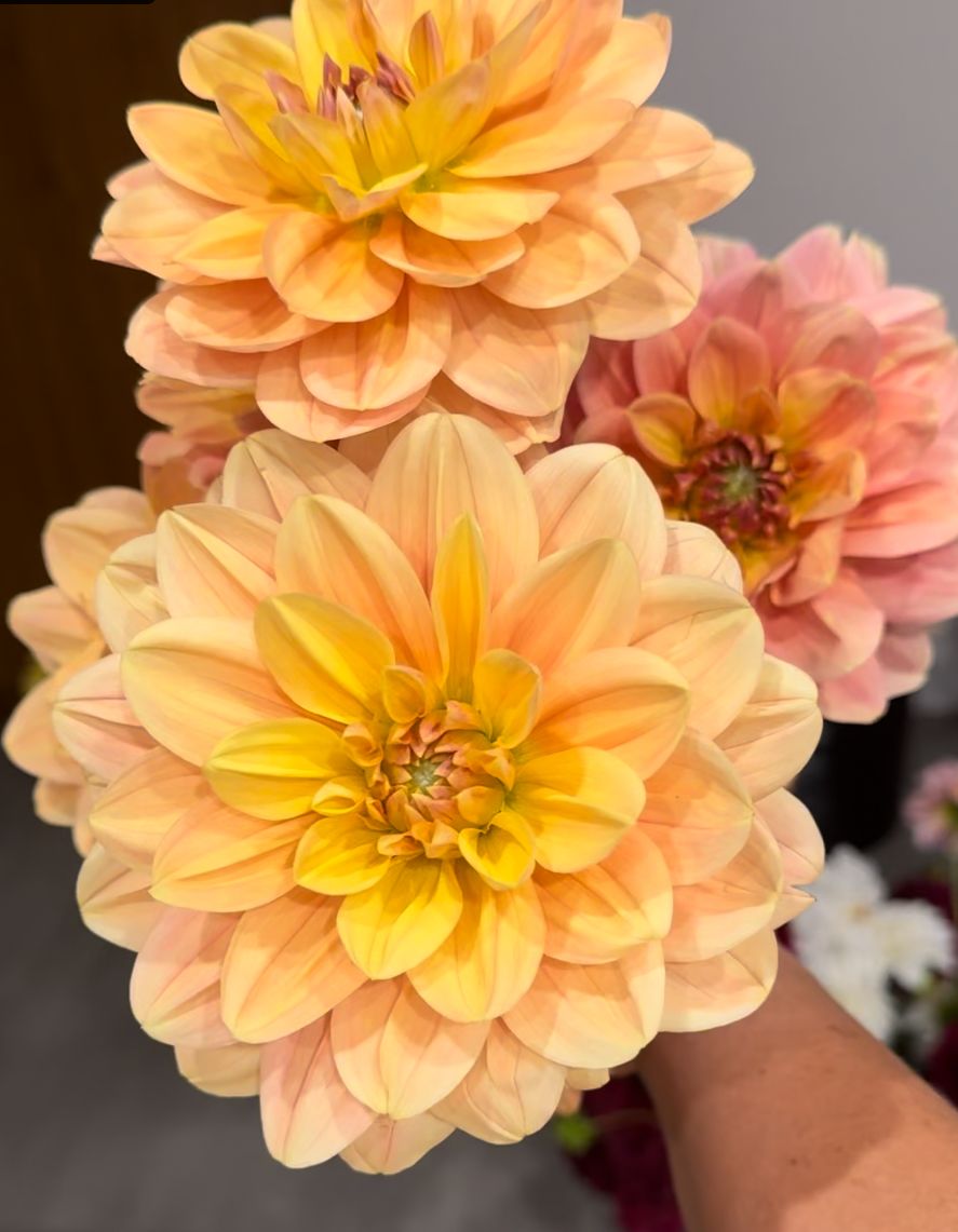 DAHLIA My Forever