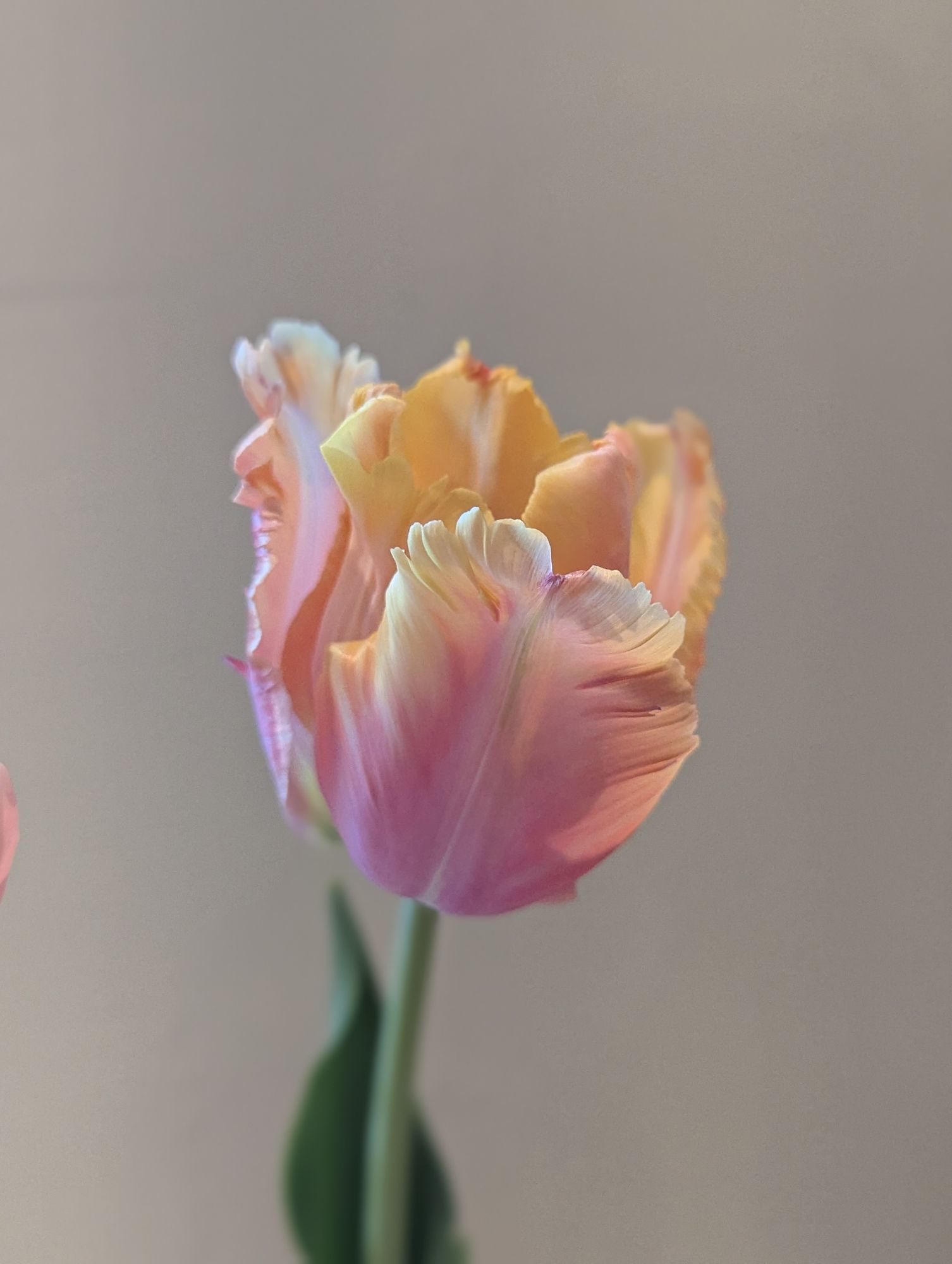 TULIPA Amazing Parrot