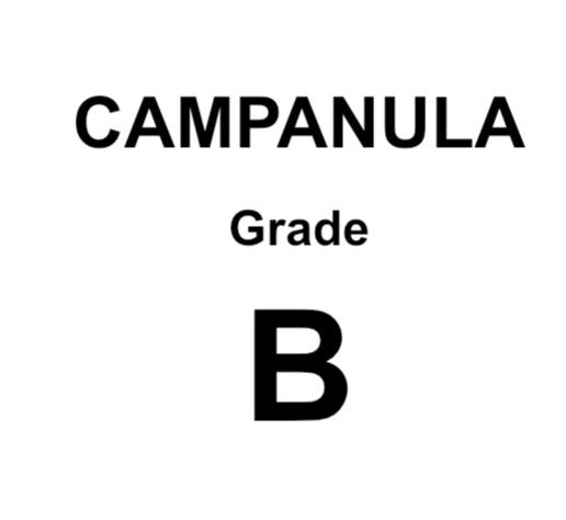 Campanula GRADE B