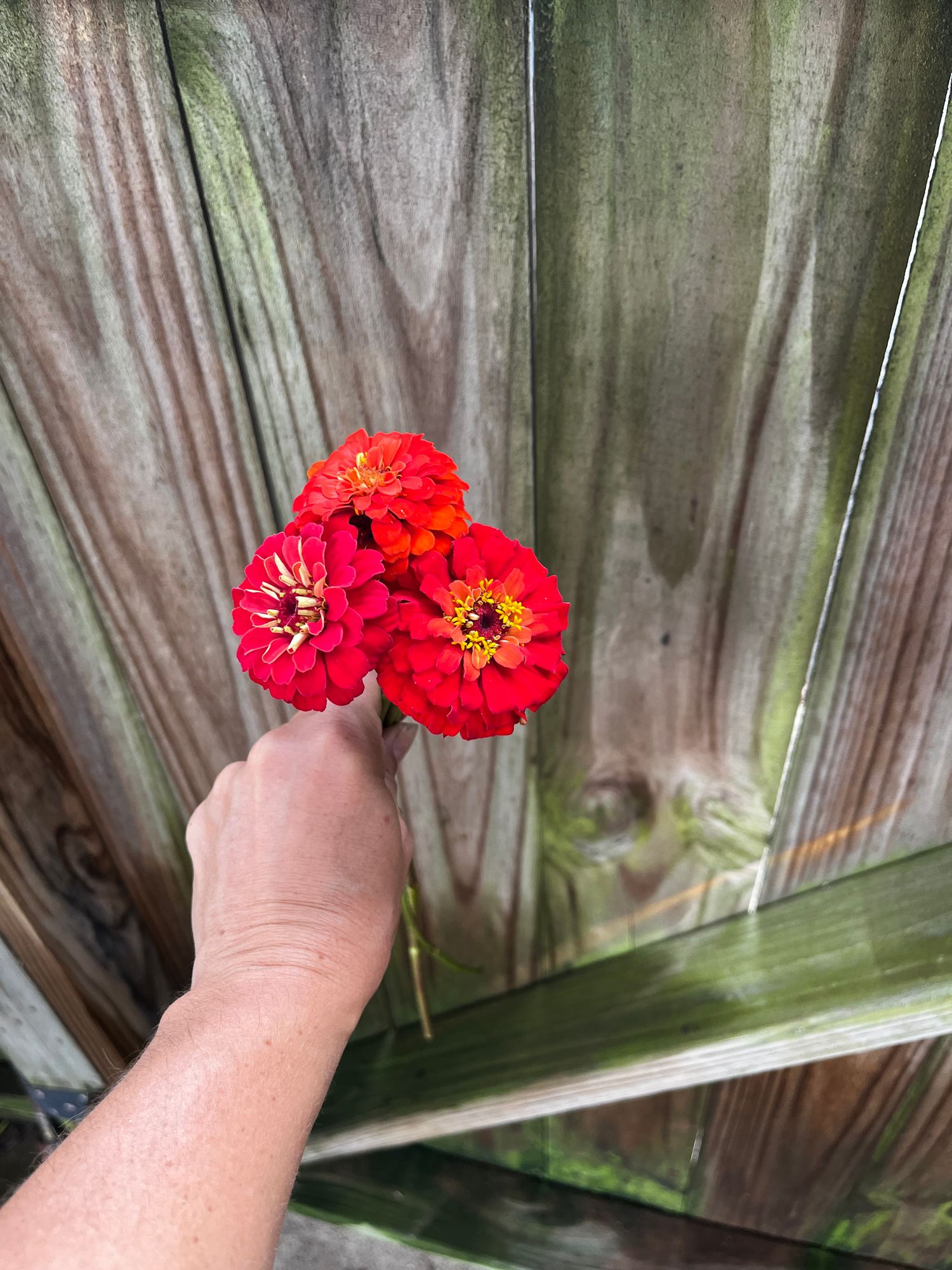 ZINNIA elegans Oklahoma Series