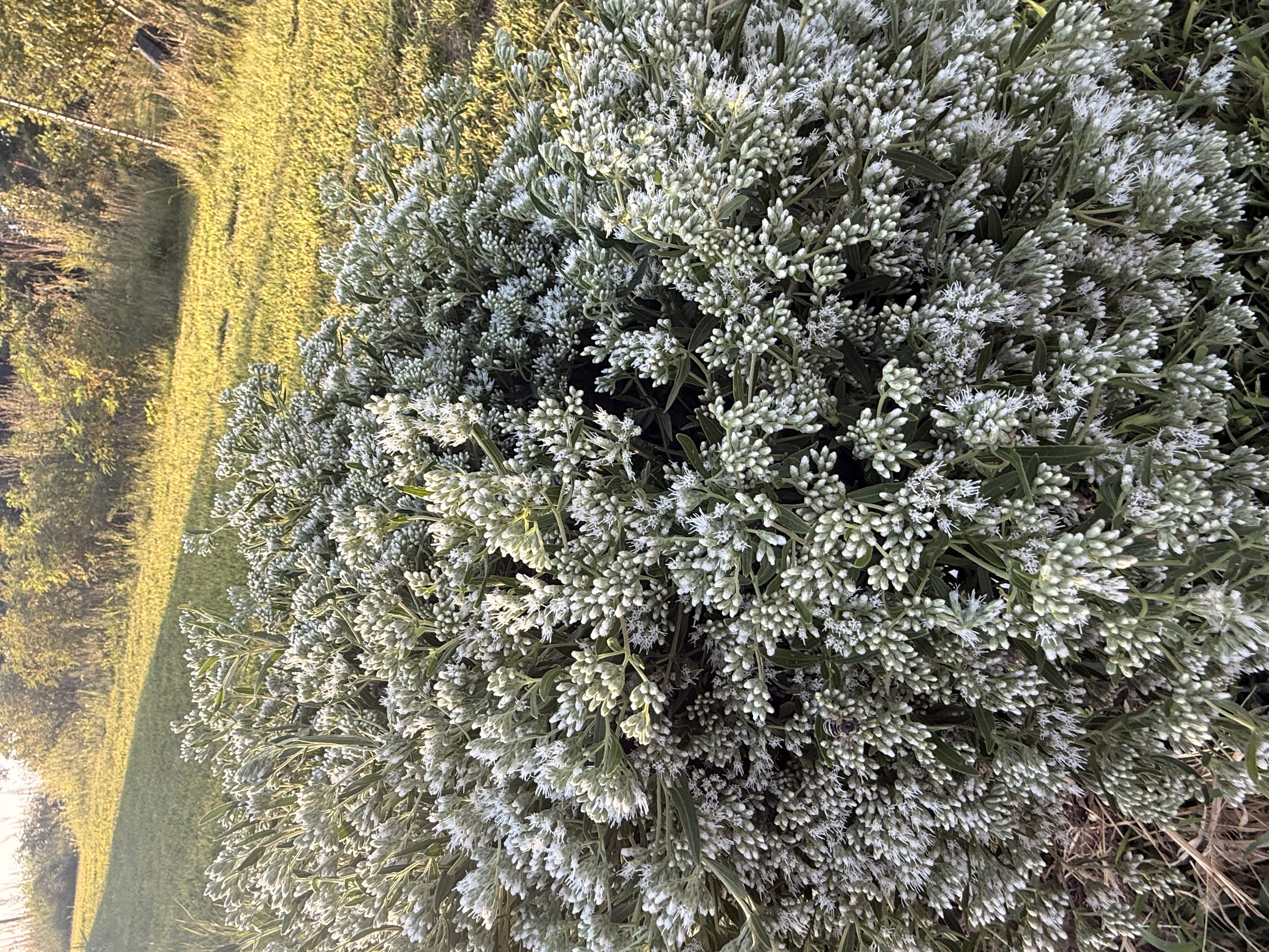 EUPATORIUM perfoliatum