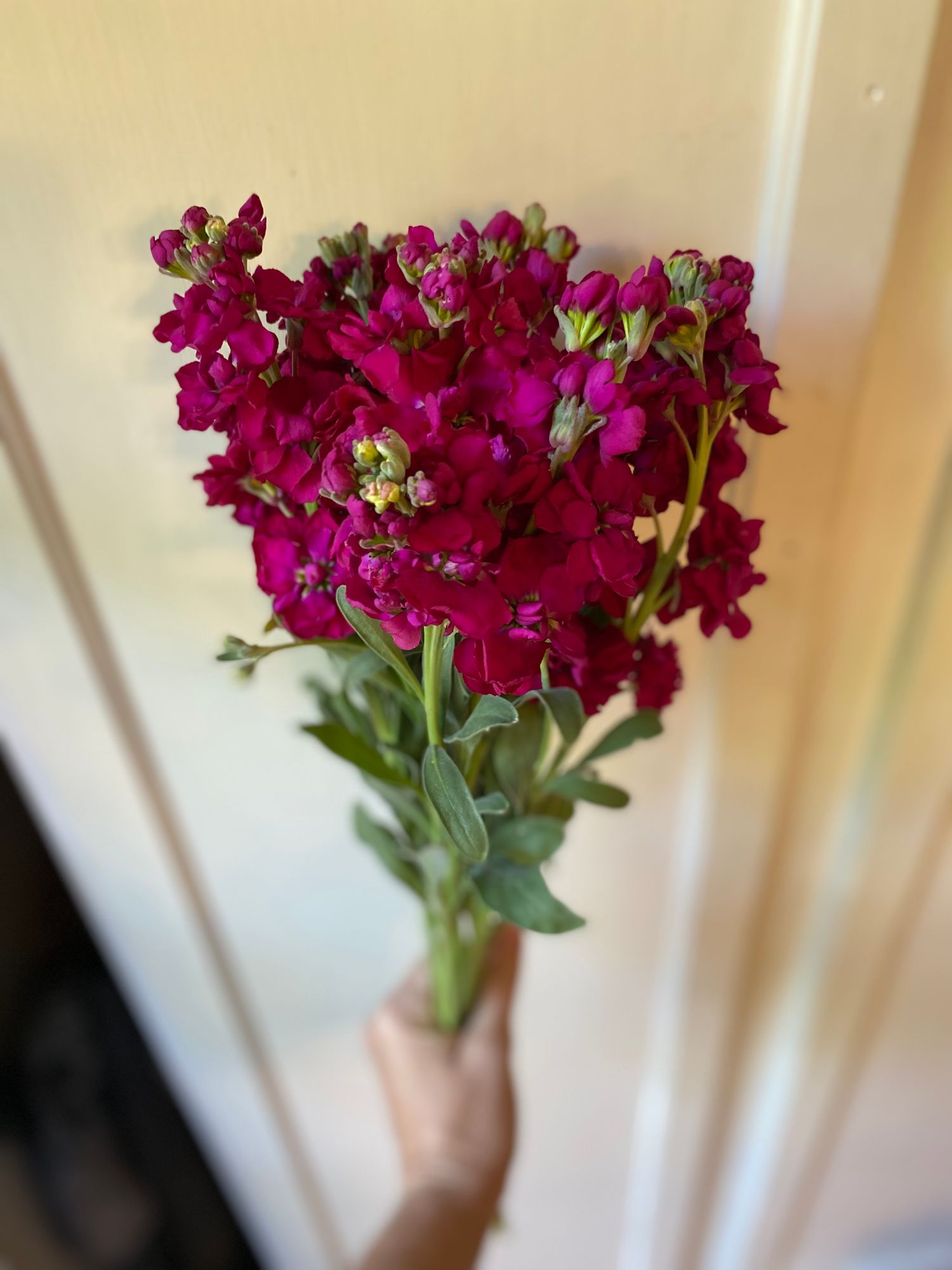 MATTHIOLA incana Katz