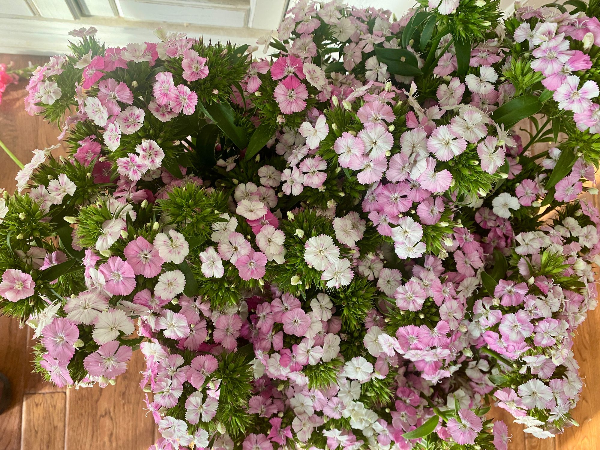 Dianthus - Rose Majic Bucket
