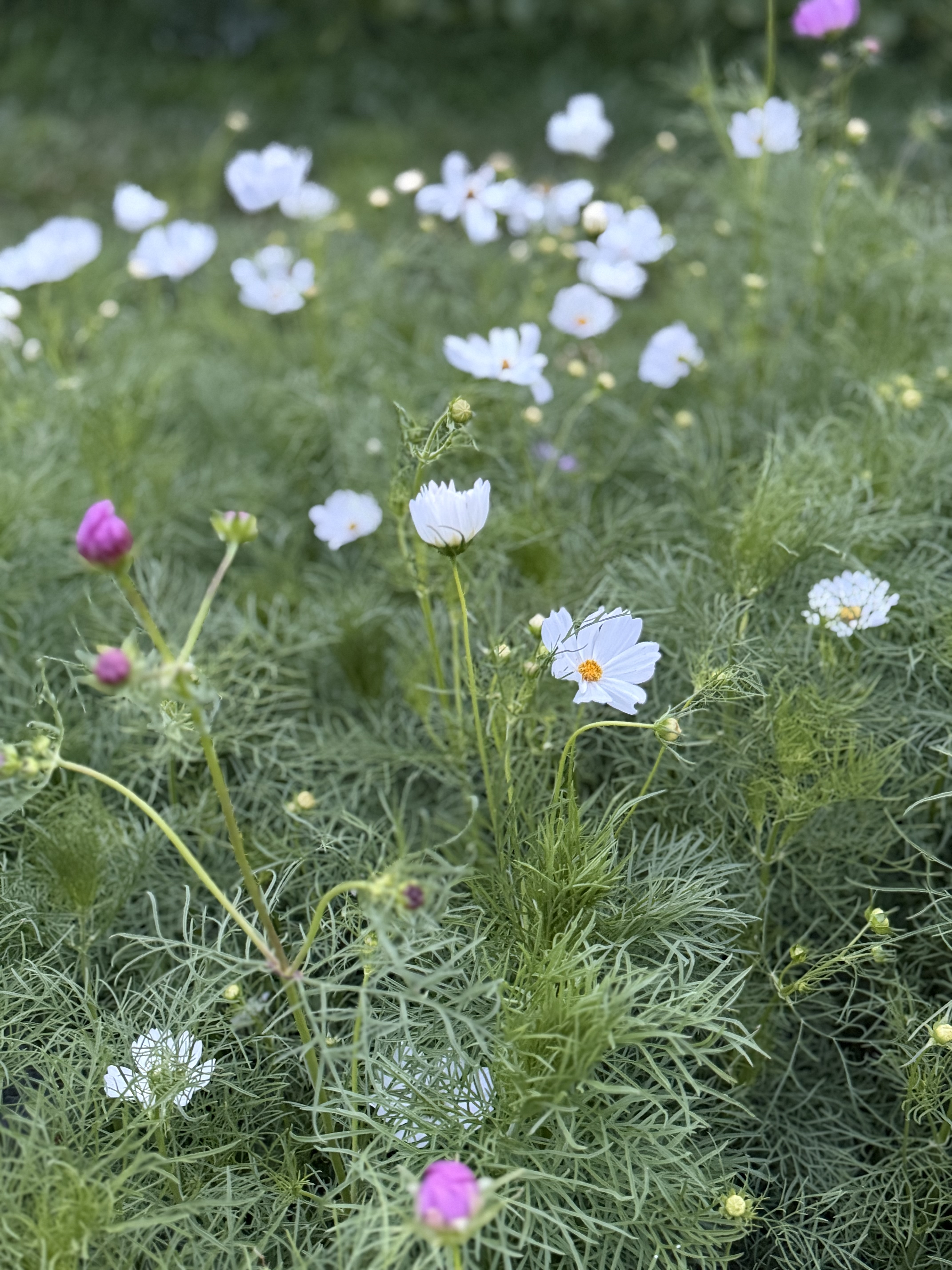 COSMOS bipinnatus Versailles