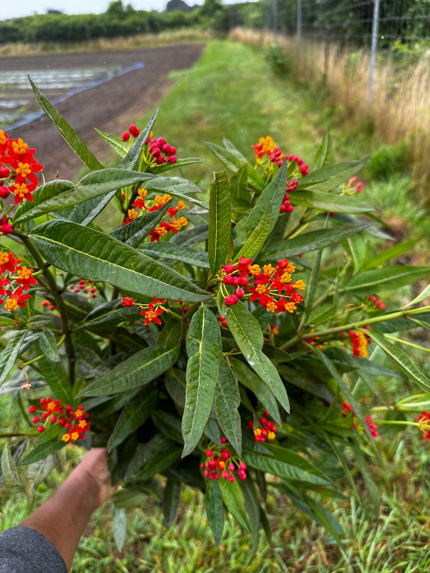 ASCLEPIAS curassavica