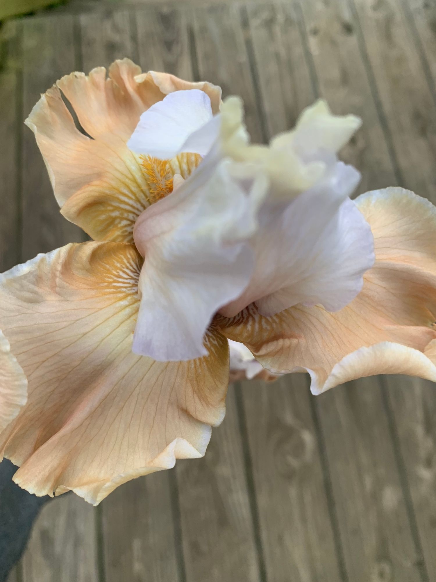 IRIS germanica Champagne Elegance