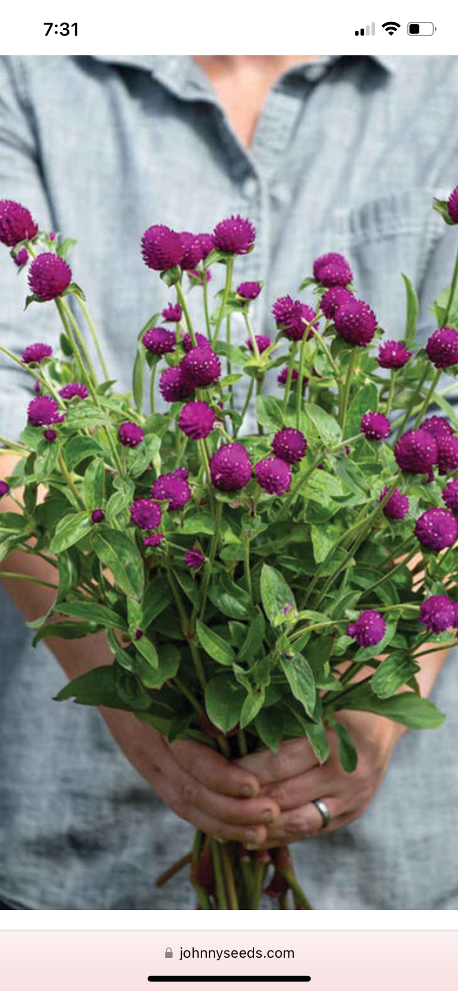 GOMPHRENA globosa