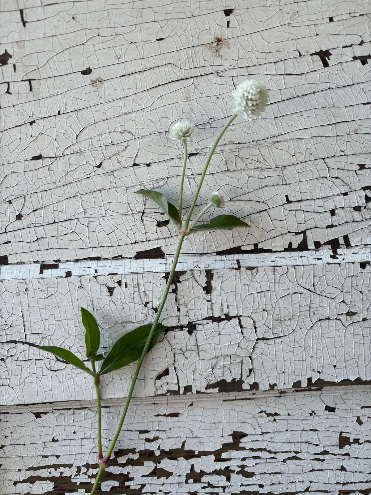 GOMPHRENA globosa