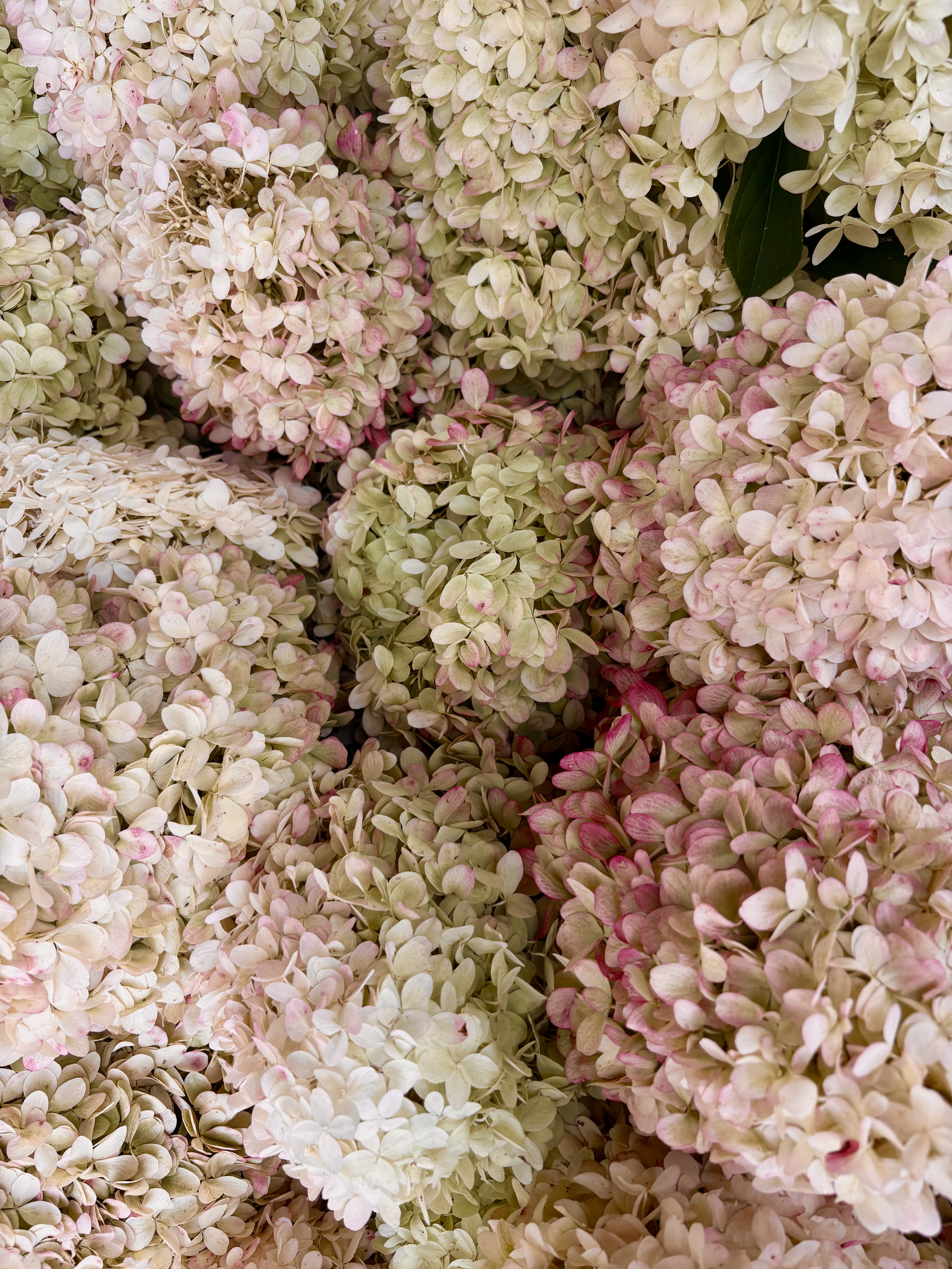 HYDRANGEA paniculata Limelight Prime