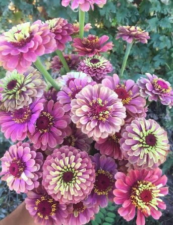 ZINNIA elegans Queeny Lime Red