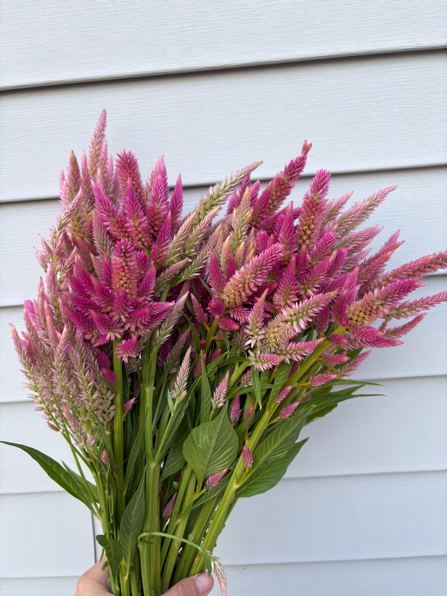 CELOSIA argentea var. plumosa Texas Plume Summer Sherbet