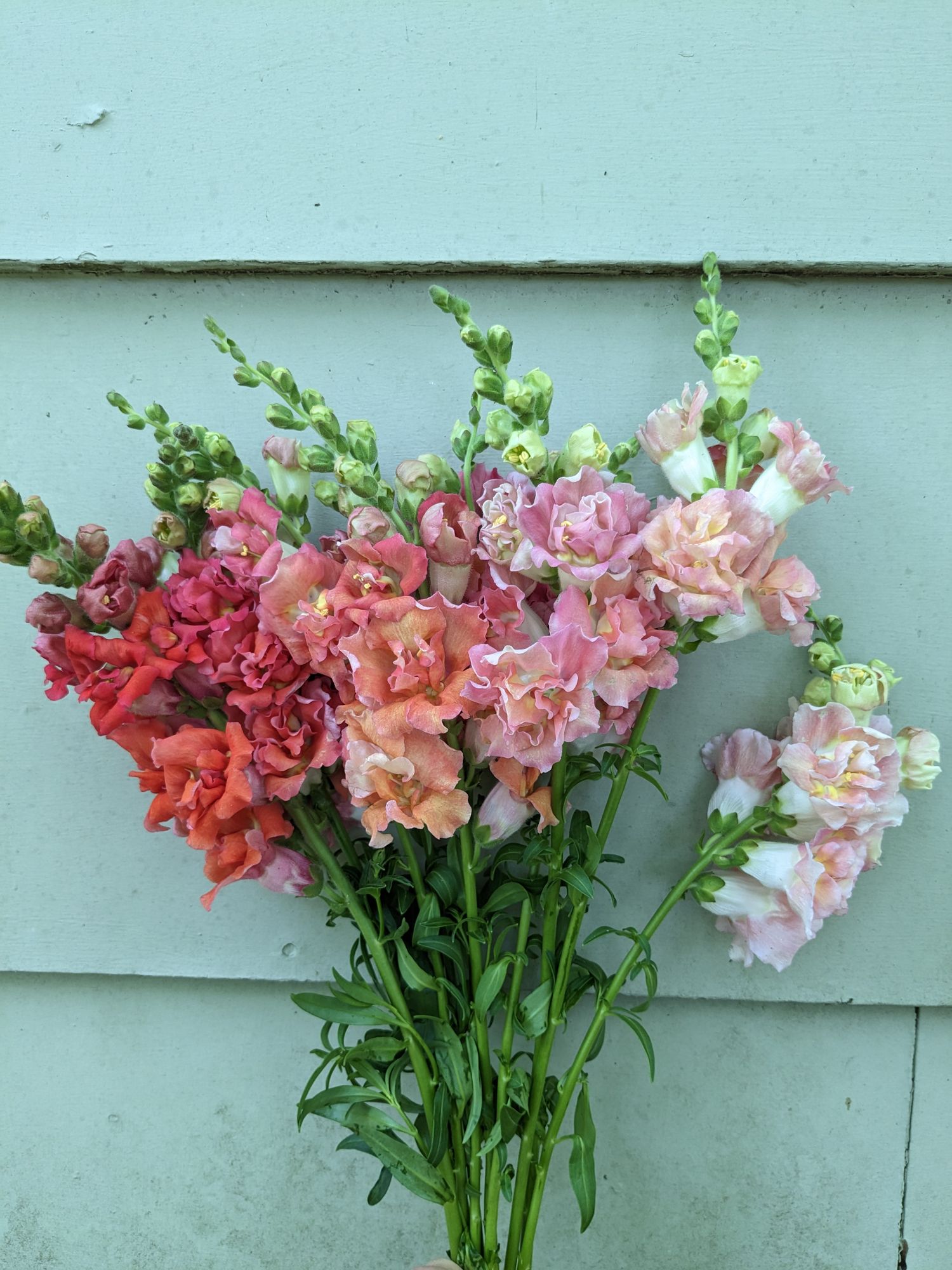 ANTIRRHINUM majus Madame Butterfly Bronze