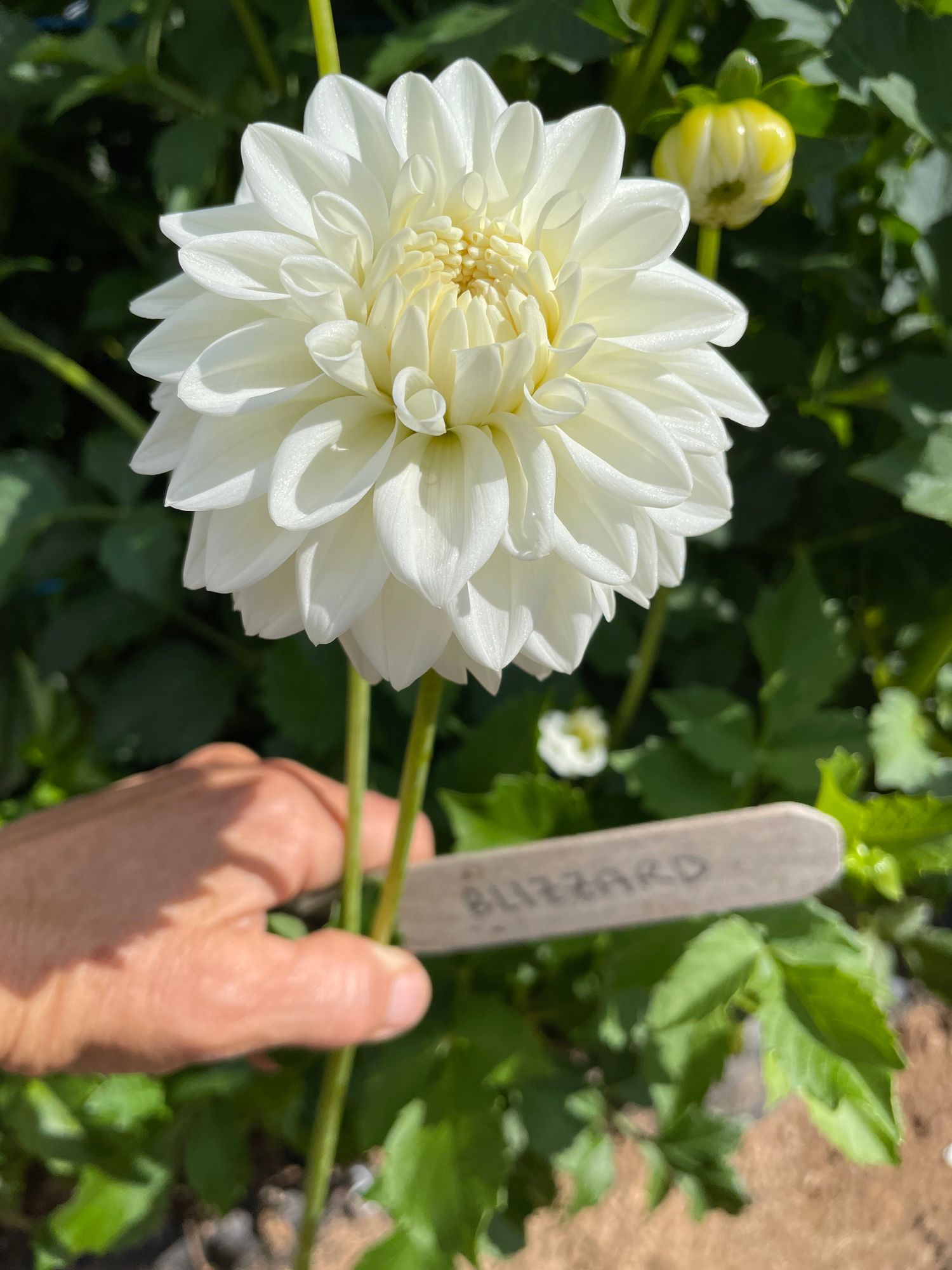 DAHLIA Blizzard