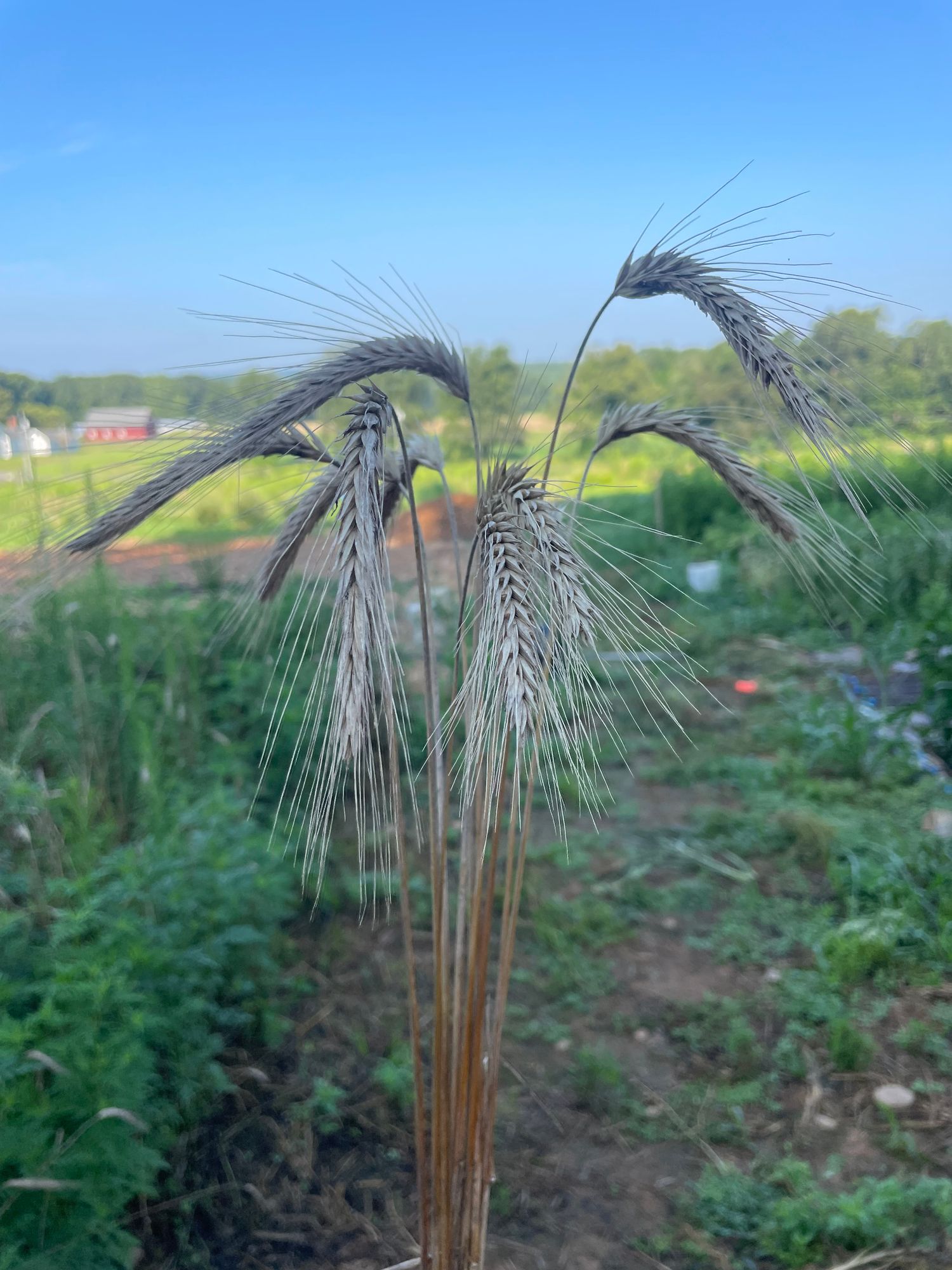 SECALE cereale
